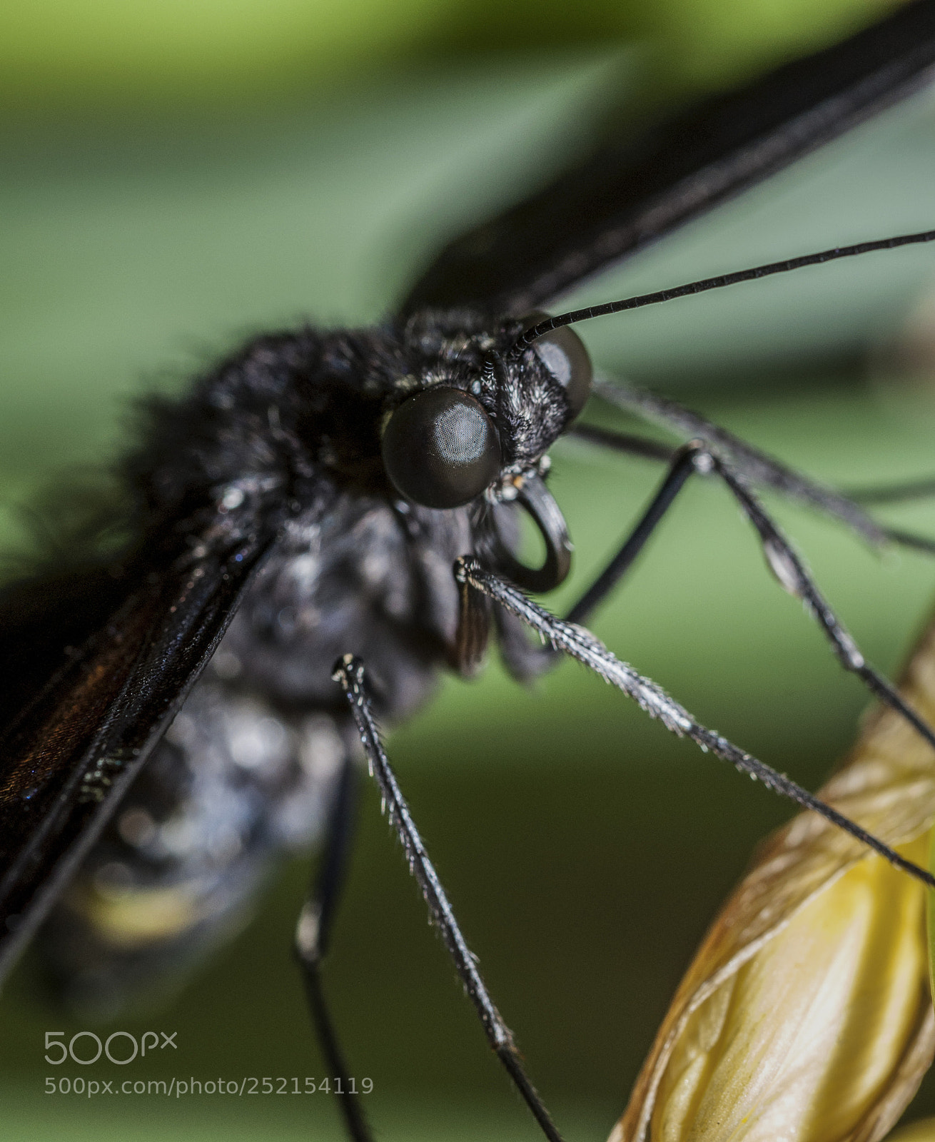 Nikon D90 sample photo. Butterfly photography