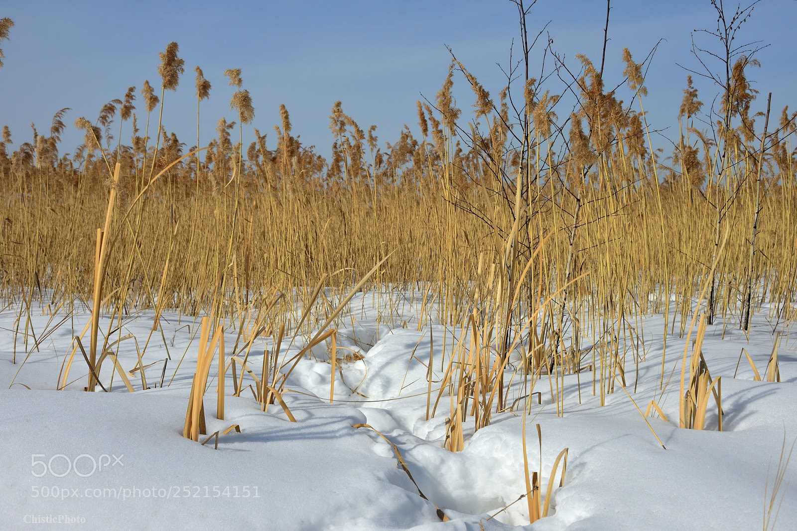 Nikon D7200 sample photo. Future photography