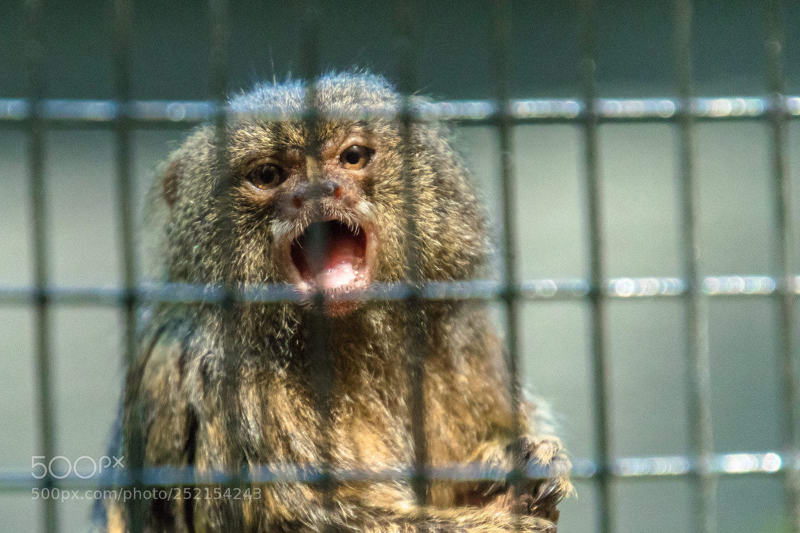 Canon EOS 80D sample photo. Marmoset photography
