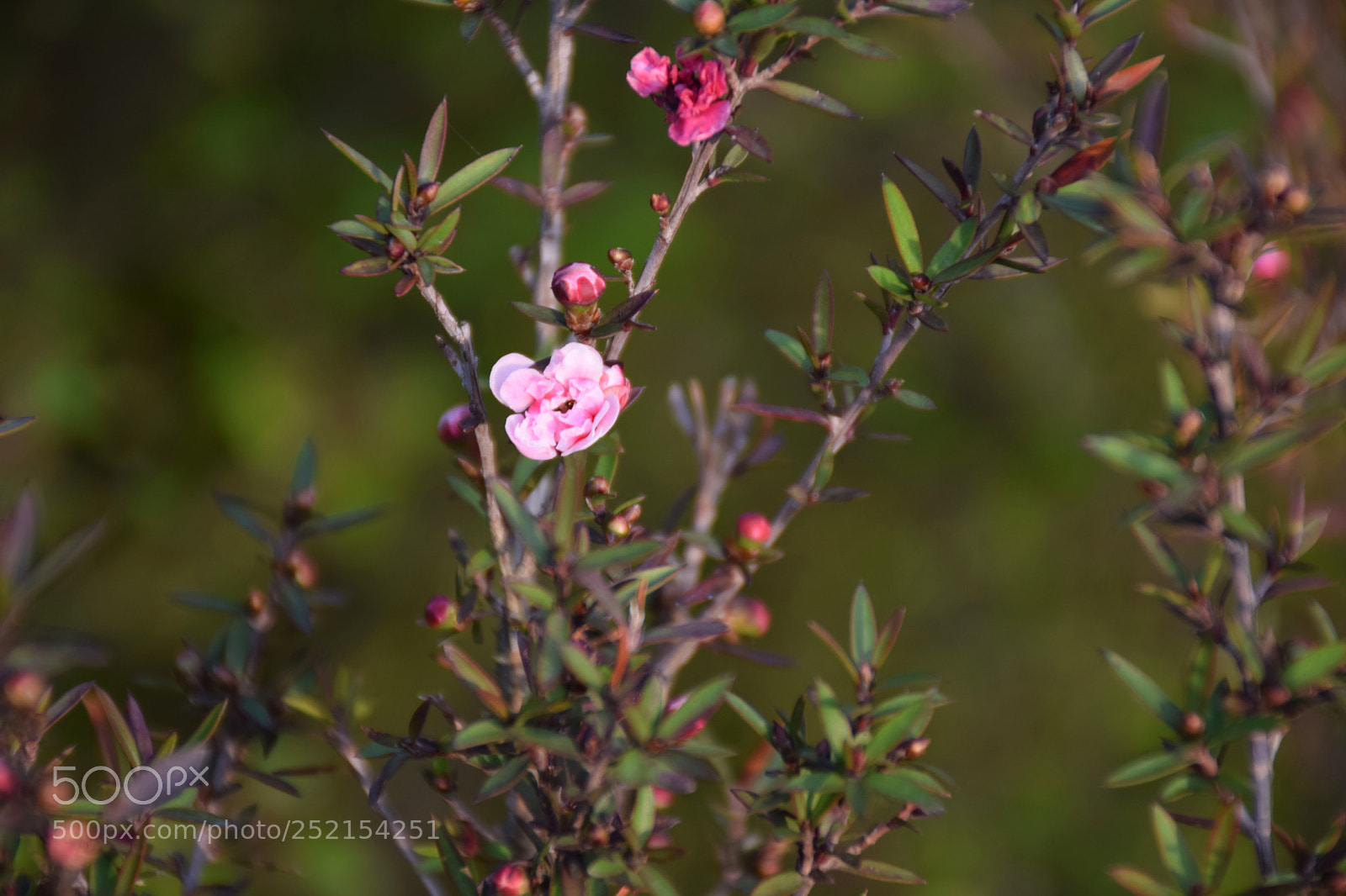 Nikon D5300 sample photo. 苔花如米小  也学牡丹开 photography