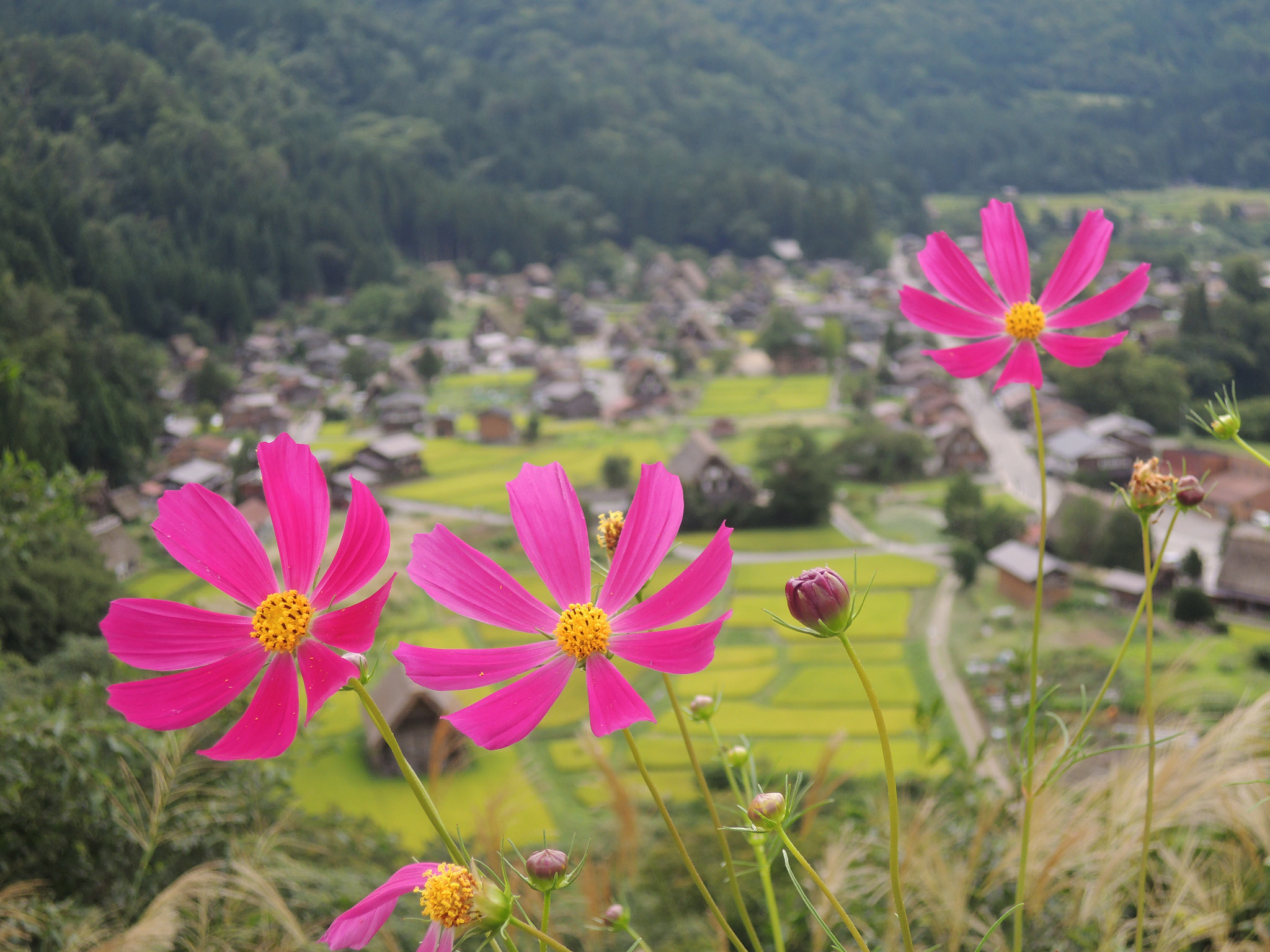 Nikon Coolpix P310 sample photo. Cosmos photography