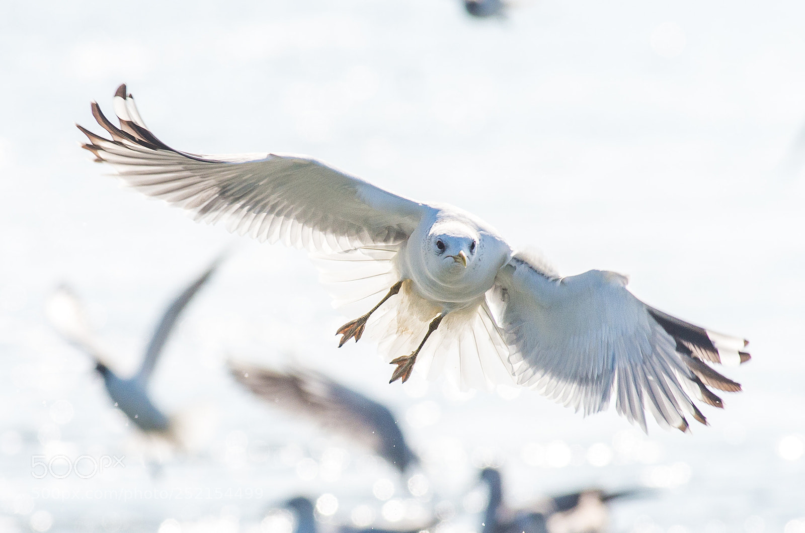 Pentax K-5 II sample photo. Flying photography