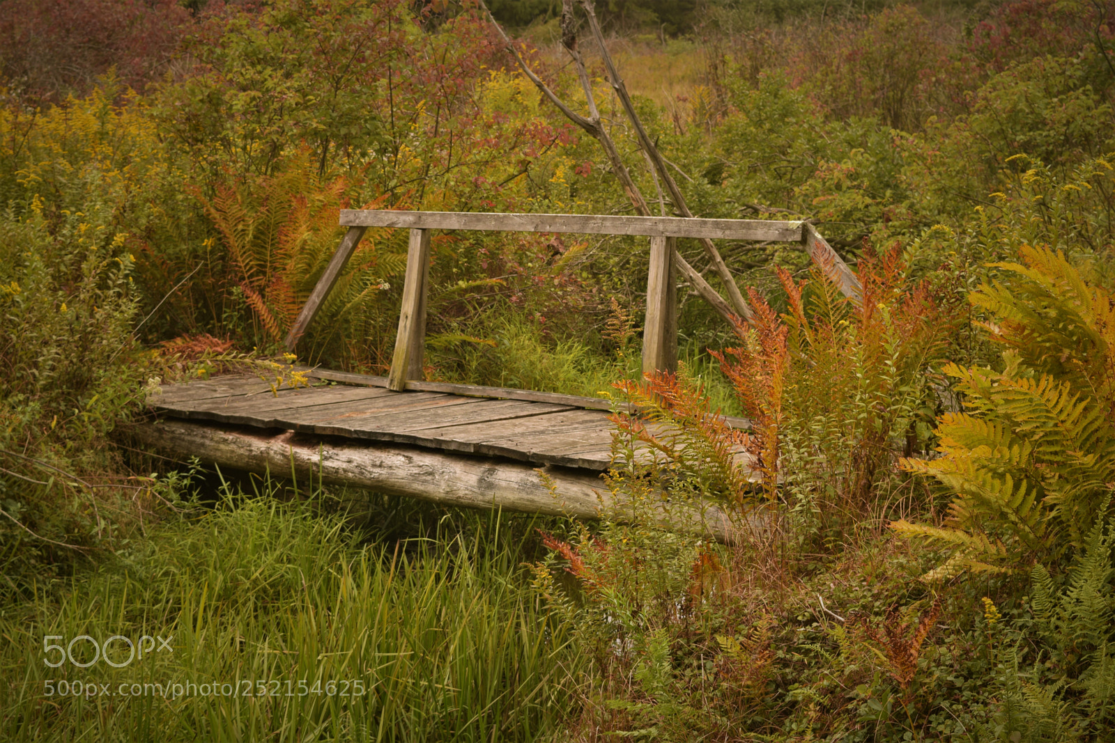 Nikon D3300 sample photo. Swamp bridge photography