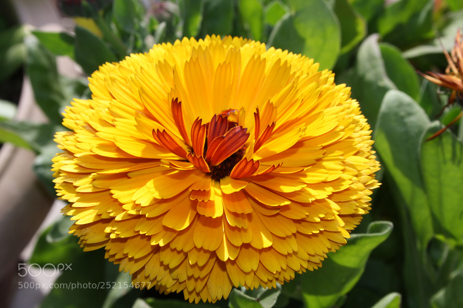 Canon EOS 1000D (EOS Digital Rebel XS / EOS Kiss F) sample photo. 
marigold ? nooo photography