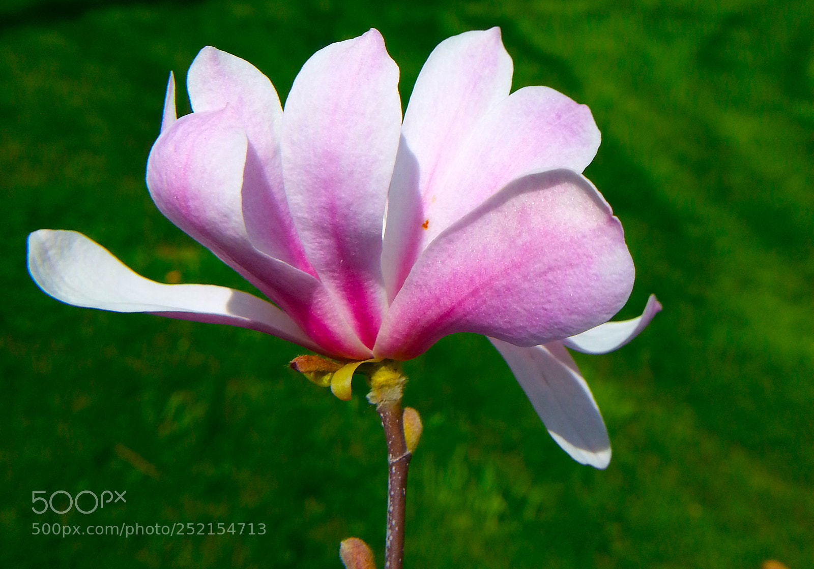 Samsung Galaxy Note2 sample photo. Magnolia photography