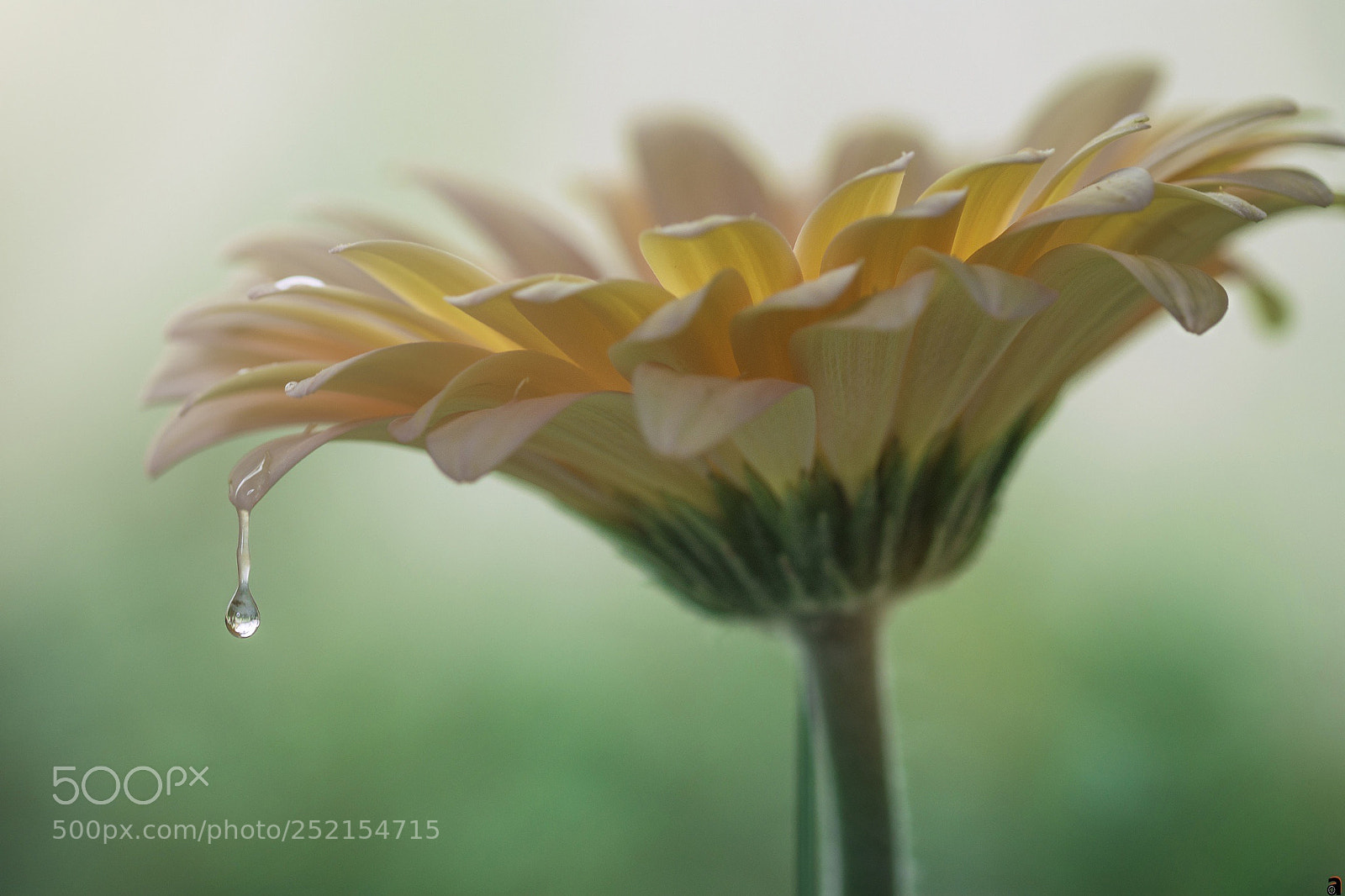 Nikon D7200 sample photo. Untitled photography