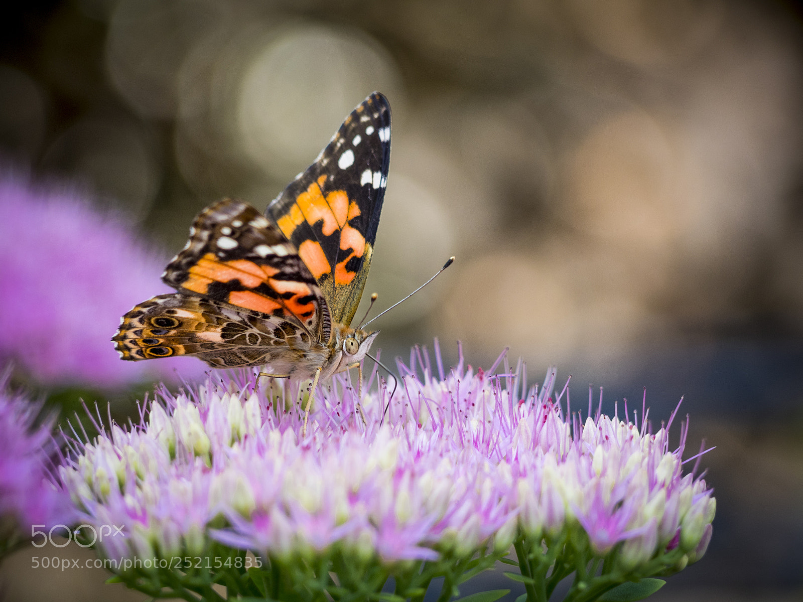 Olympus OM-D E-M1 sample photo. Painted lady butterfly on photography