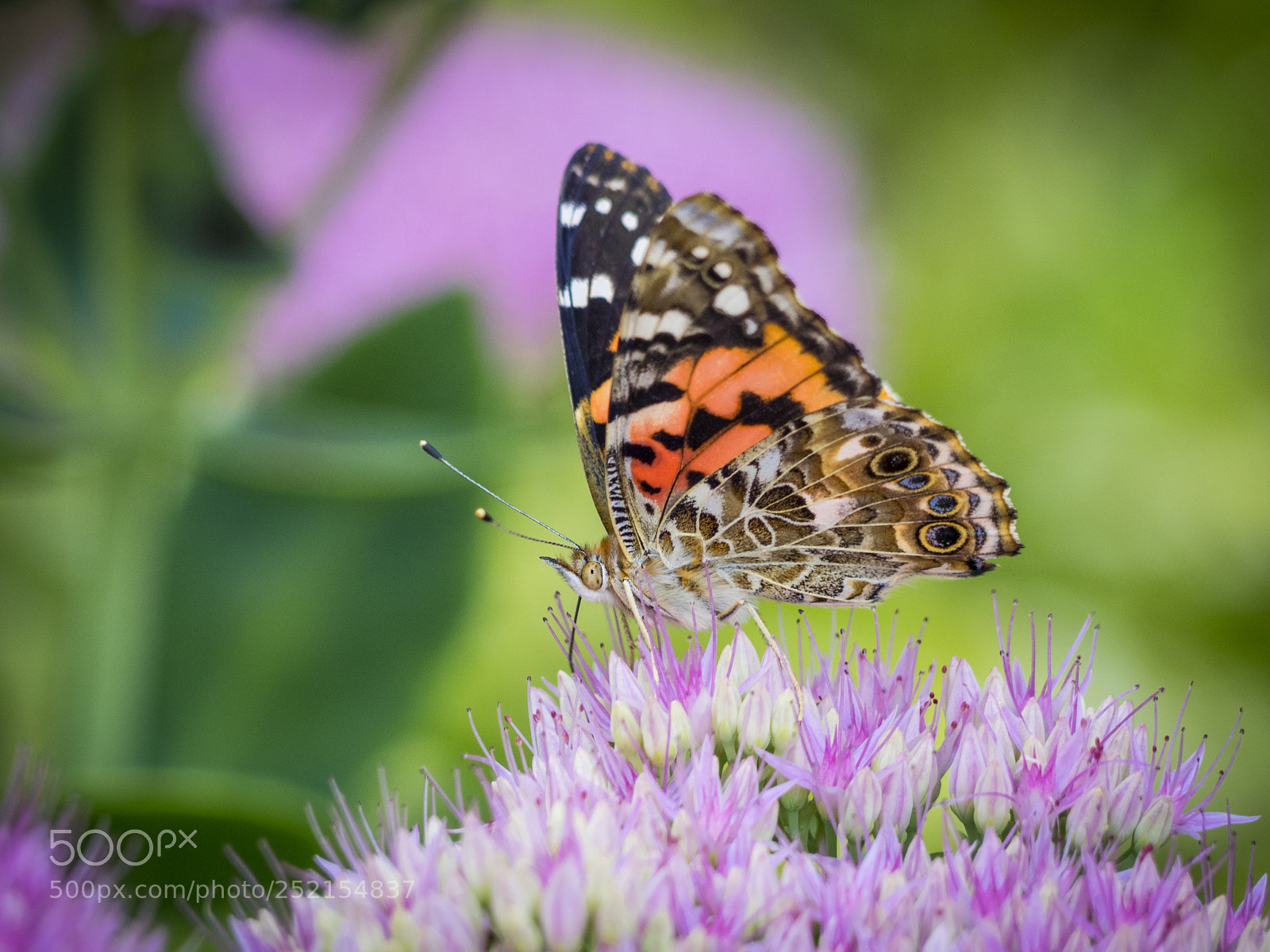Olympus OM-D E-M1 sample photo. Painted lady butterfly on photography