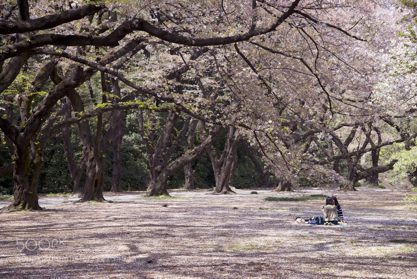 Nikon D800 sample photo. Hanami photography