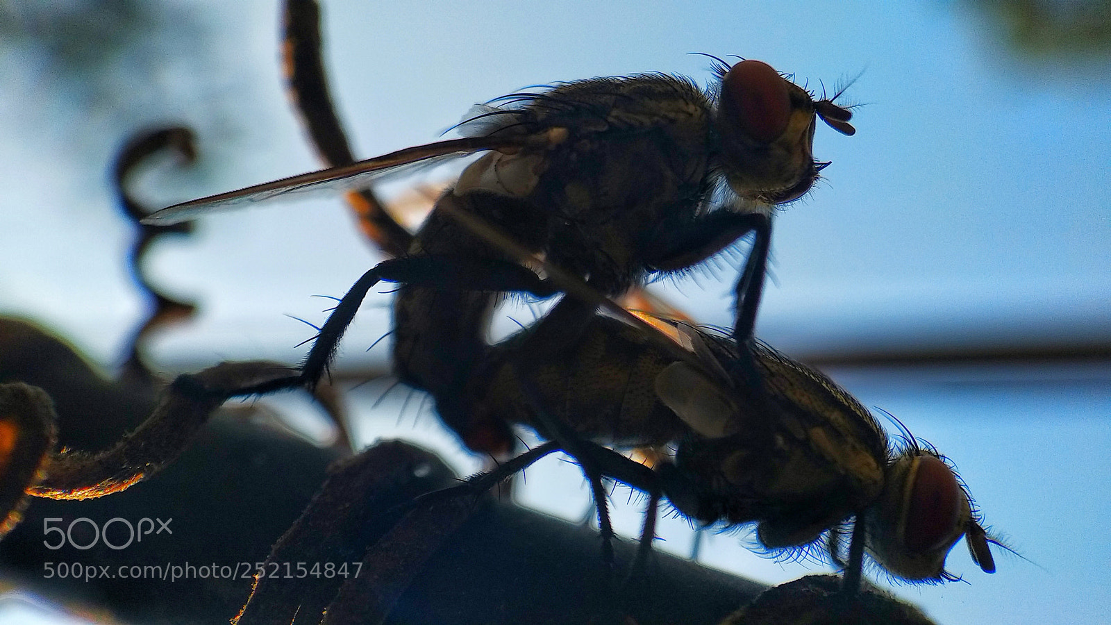 Xiaomi Mi A1 sample photo. Untitled photography
