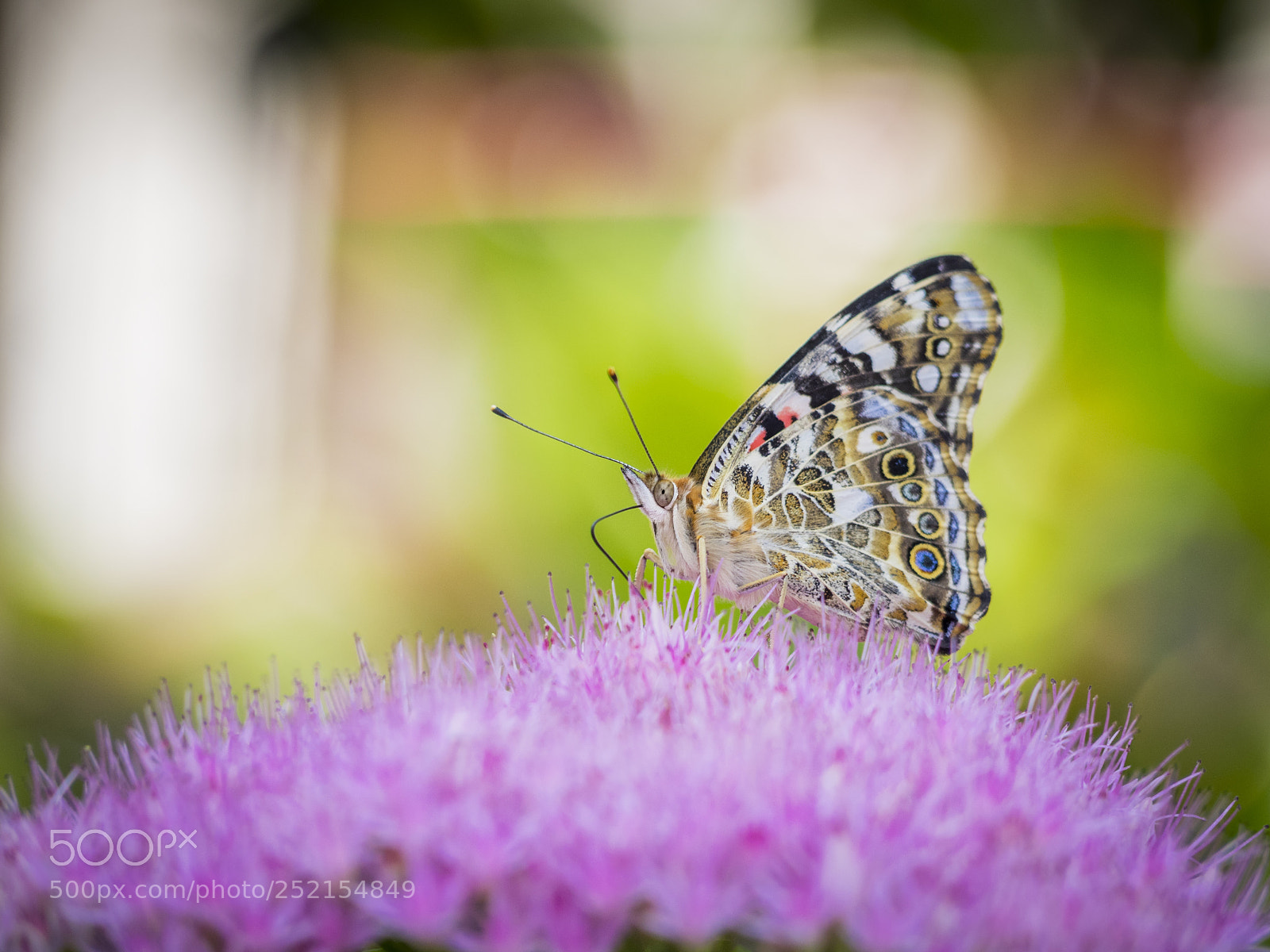 Olympus OM-D E-M1 sample photo. Painted lady butterfly on photography