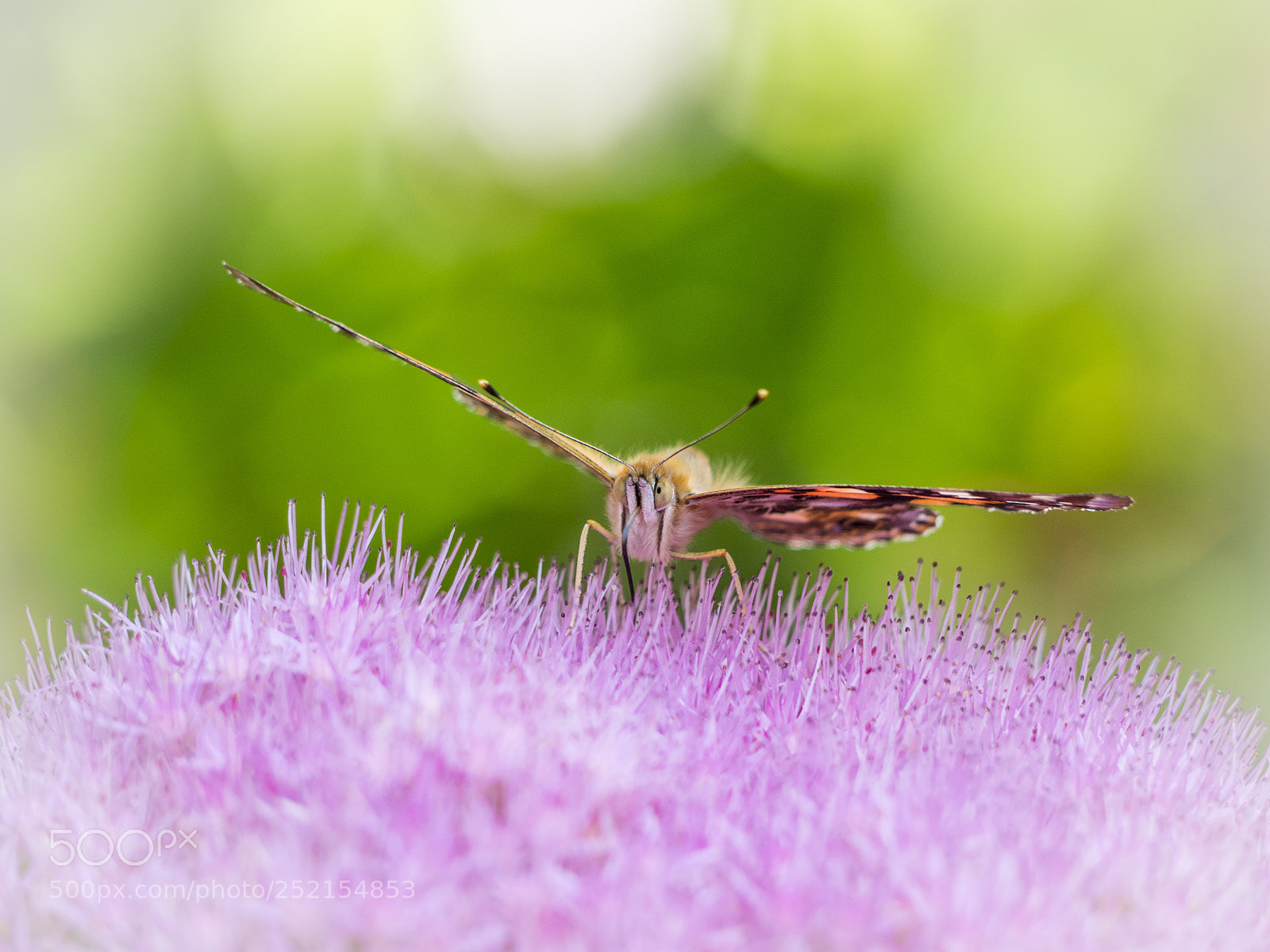 Olympus OM-D E-M1 sample photo. Painted lady butterfly on photography