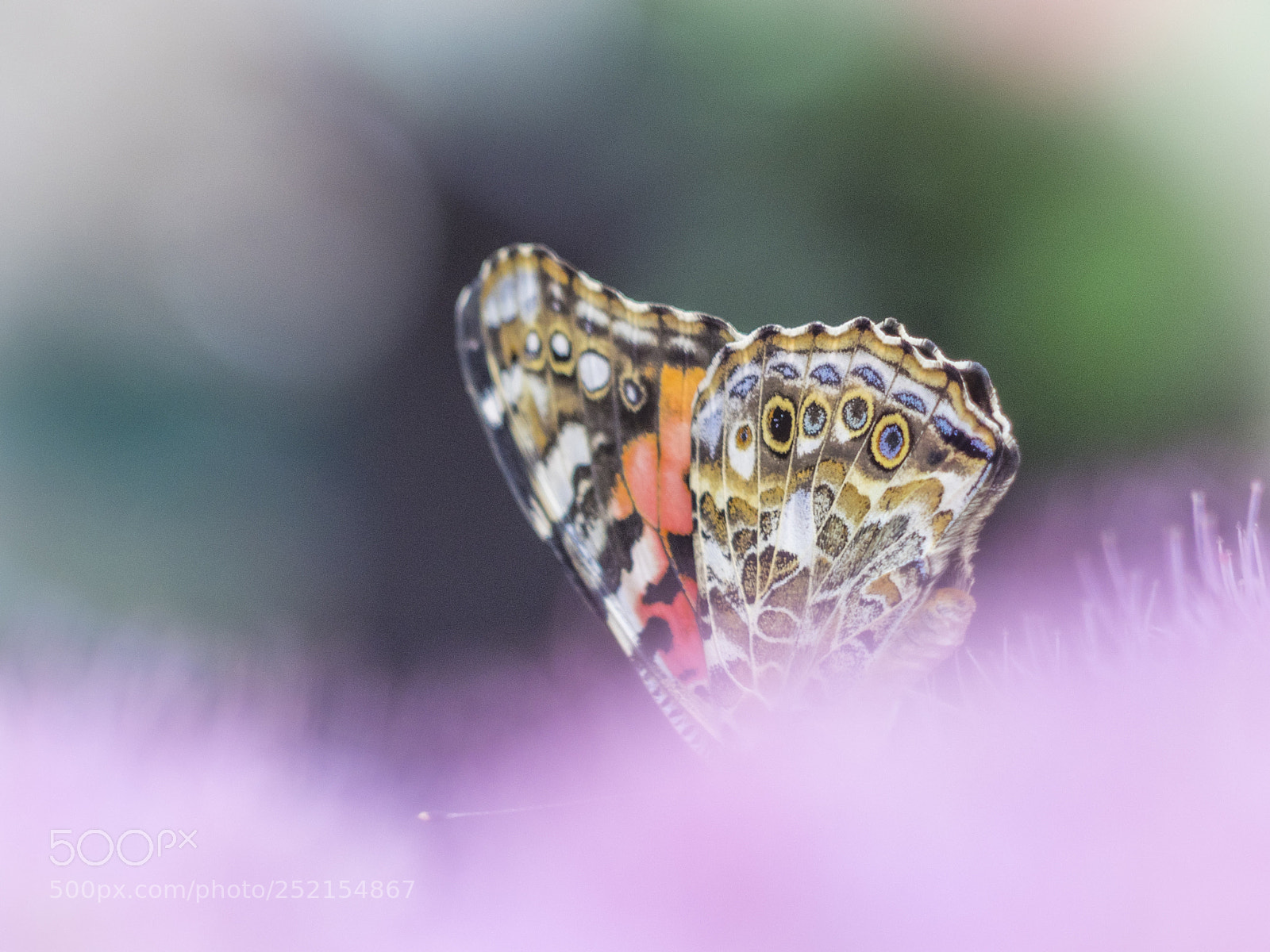 Olympus OM-D E-M1 sample photo. Painted lady butterfly on photography