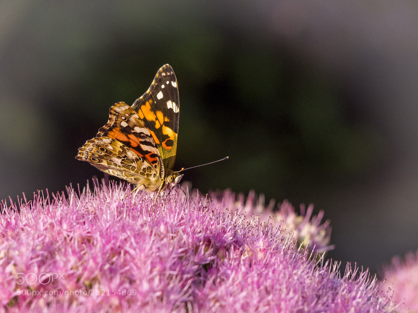Olympus OM-D E-M1 sample photo. Painted lady butterfly on photography