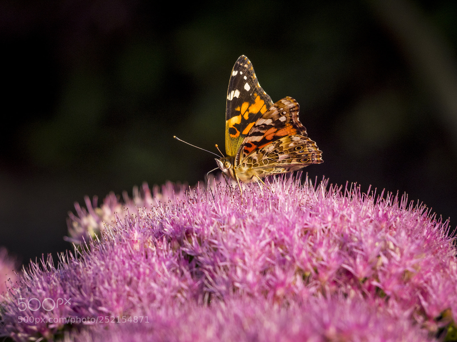 Olympus OM-D E-M1 sample photo. Painted lady butterfly on photography