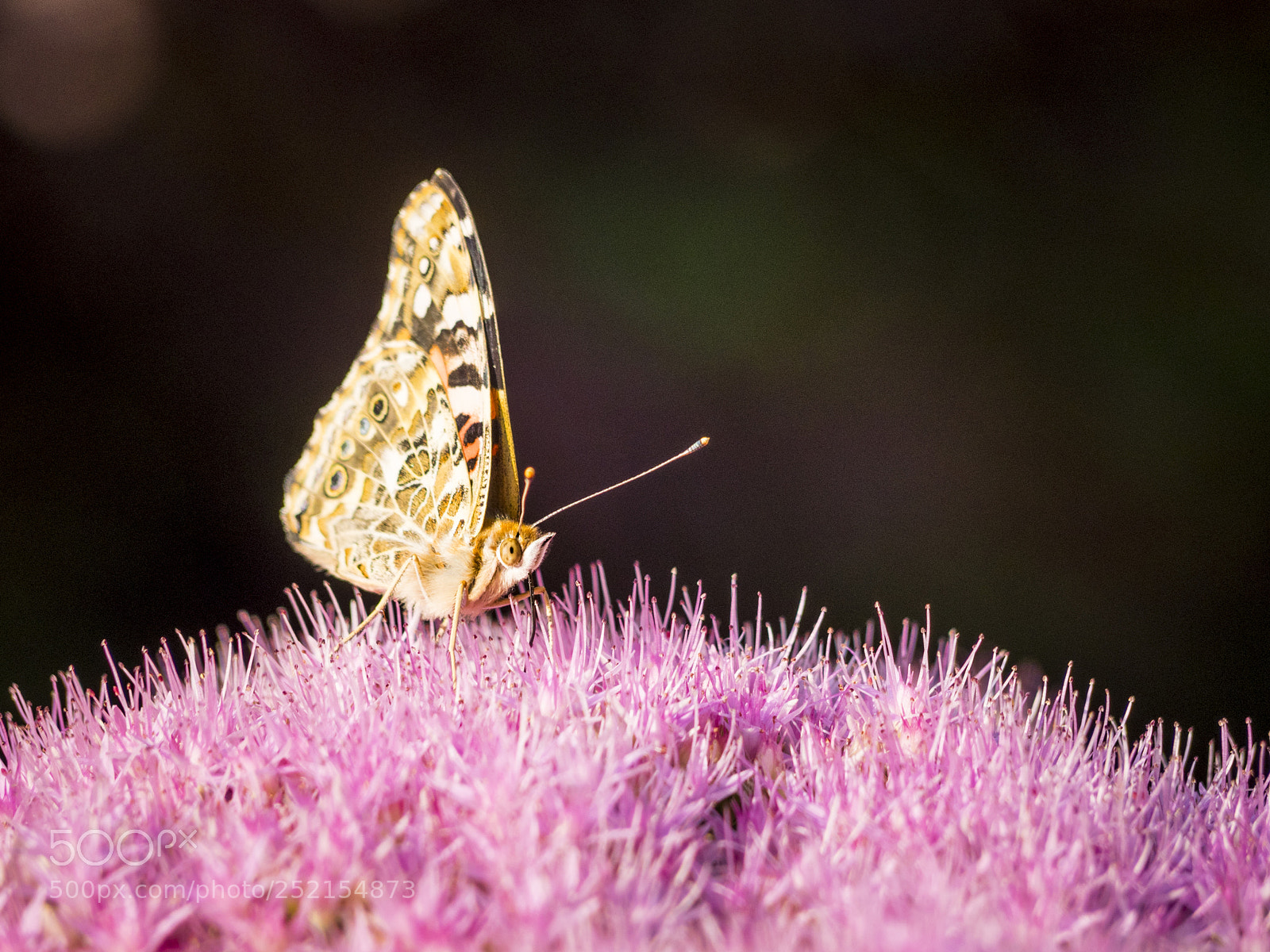 Olympus OM-D E-M1 sample photo. Painted lady butterfly on photography