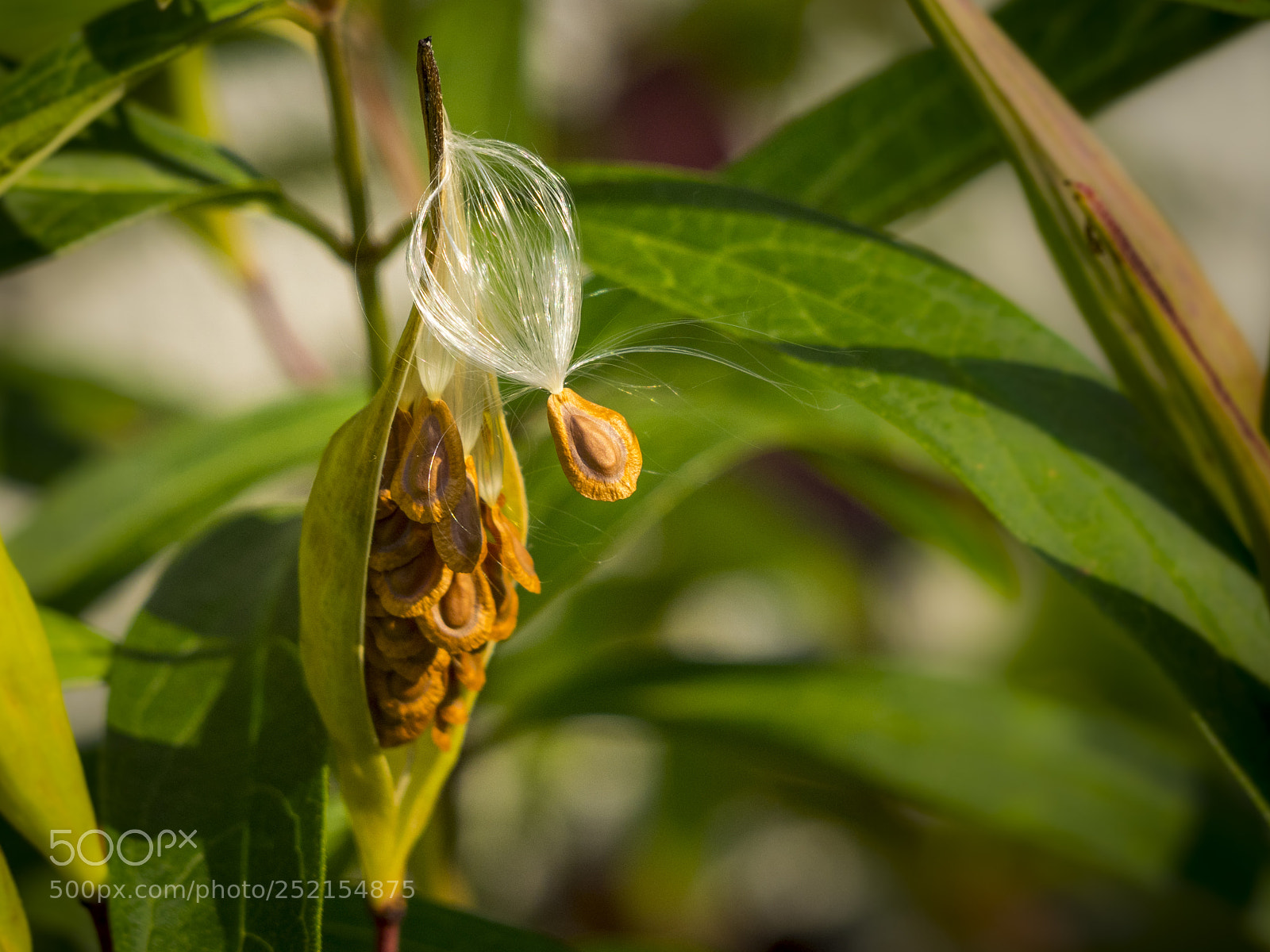 Olympus OM-D E-M1 sample photo. Asclepias incarnata seed photography