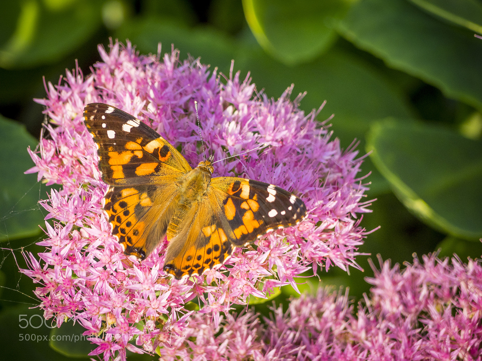 Olympus OM-D E-M1 sample photo. Painted lady butterfly on photography