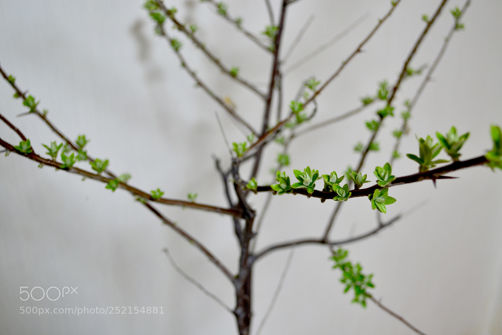 Nikon D3100 sample photo. My olive tree photography