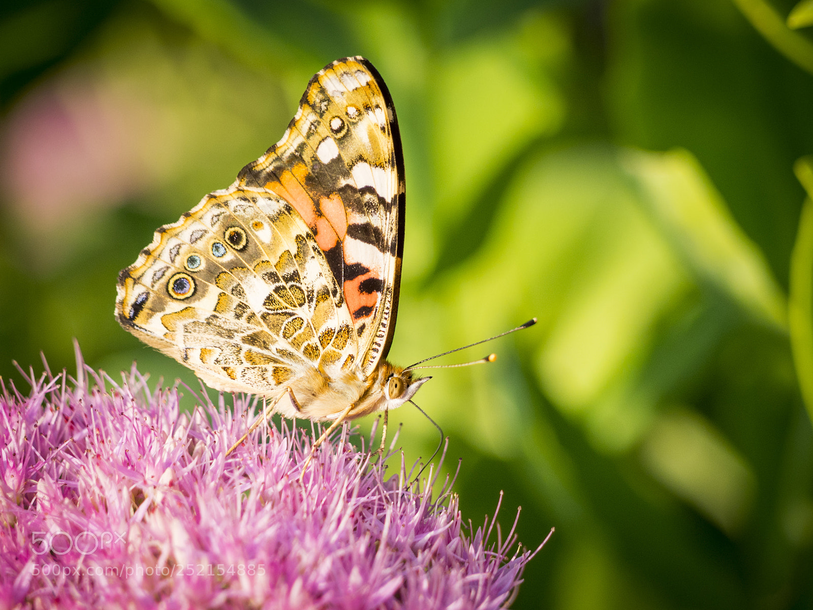 Olympus OM-D E-M1 sample photo. Painted lady butterfly on photography