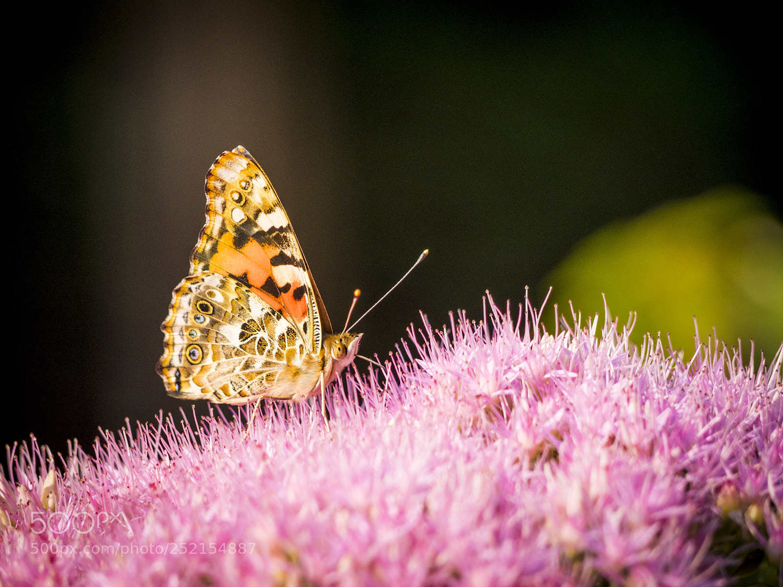 Olympus OM-D E-M1 sample photo. Painted lady butterfly on photography