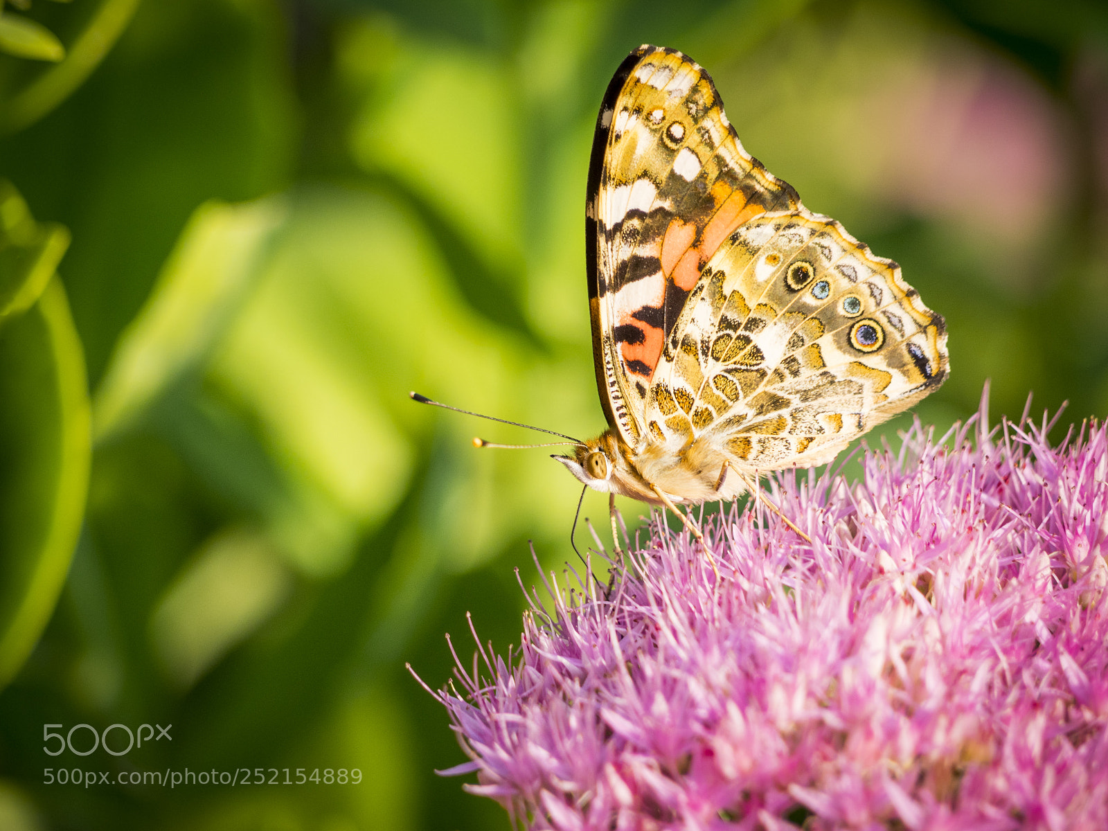 Olympus OM-D E-M1 sample photo. Painted lady butterfly on photography