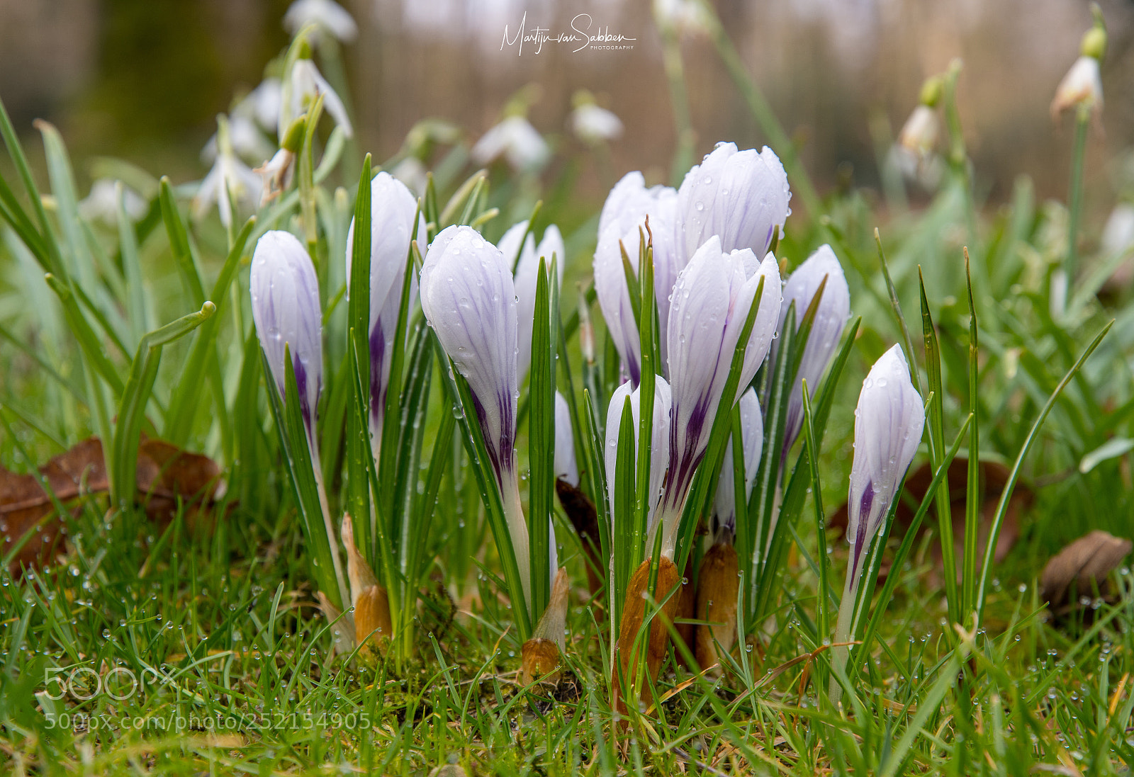 Nikon D500 sample photo. Spring arrived photography