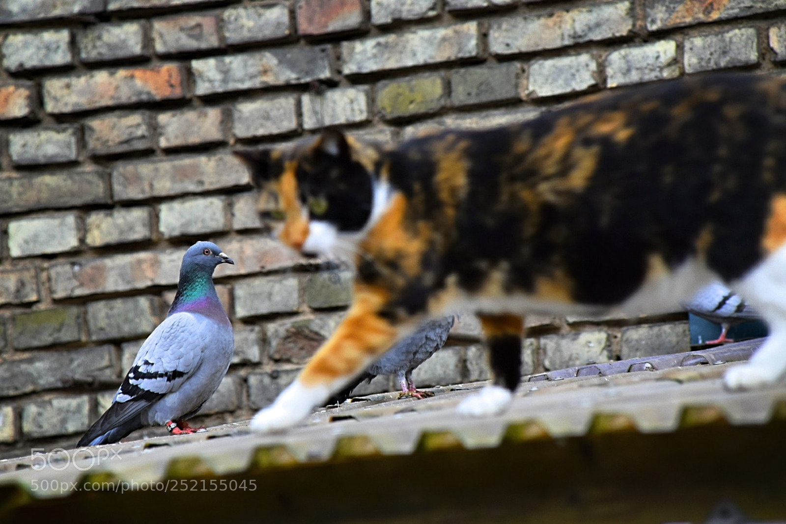 Nikon D5300 sample photo. Wer schaut hier wen photography