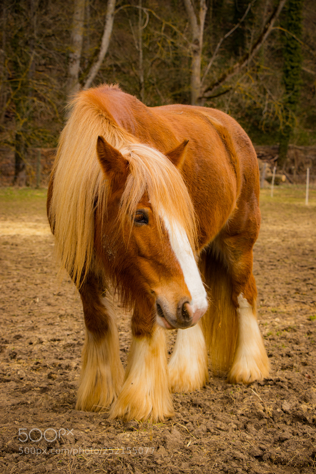 Canon EOS 77D (EOS 9000D / EOS 770D) sample photo. Horse has the best photography