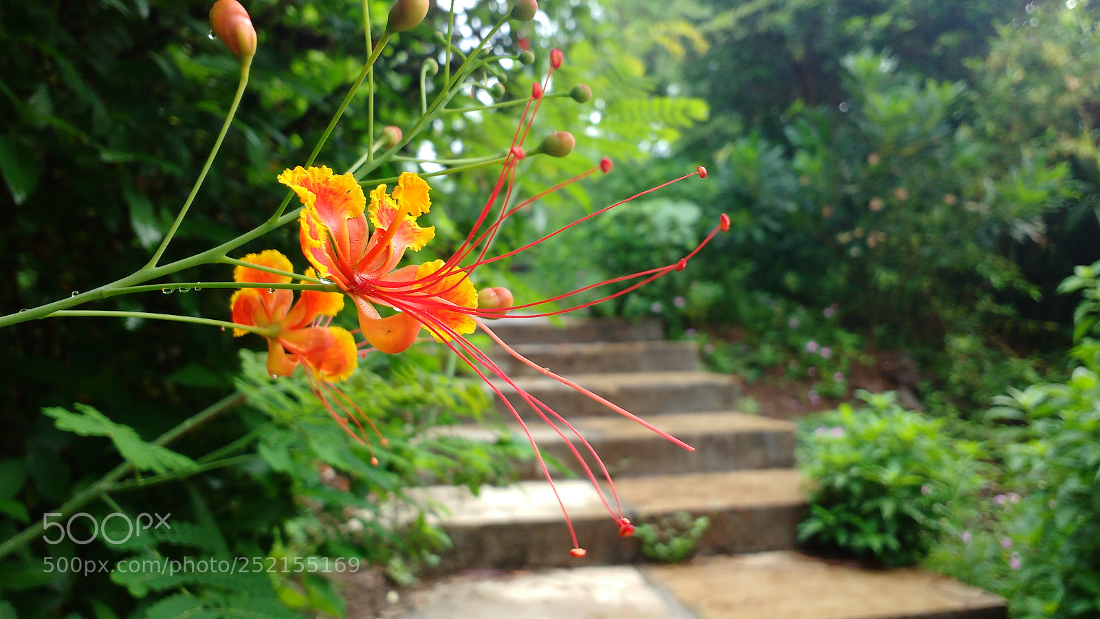 Motorola MotoG3 sample photo. Img_20170615_080953292.jpg photography