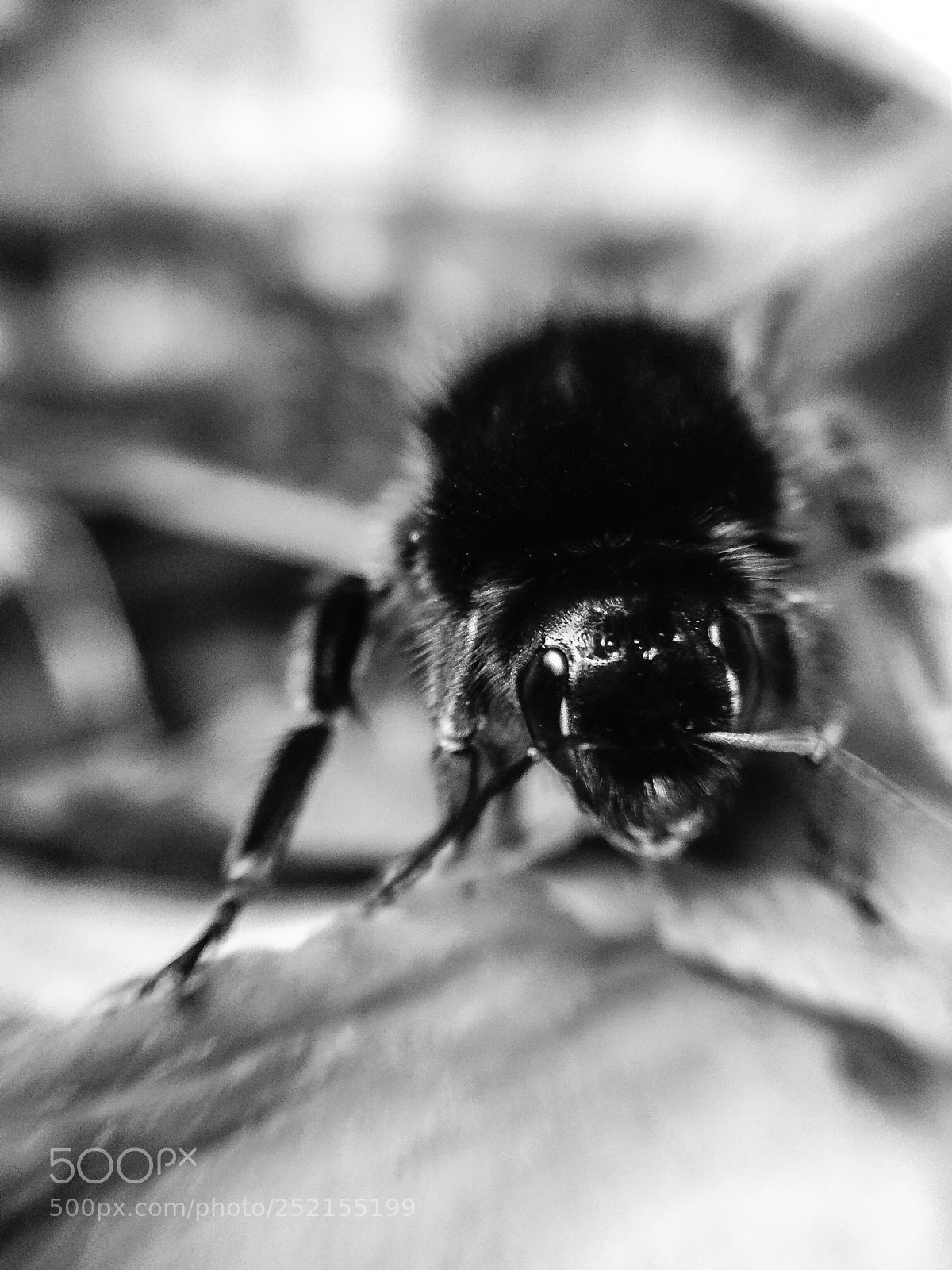 Apple iPhone 5s sample photo. Buff tailed bumblebee photography