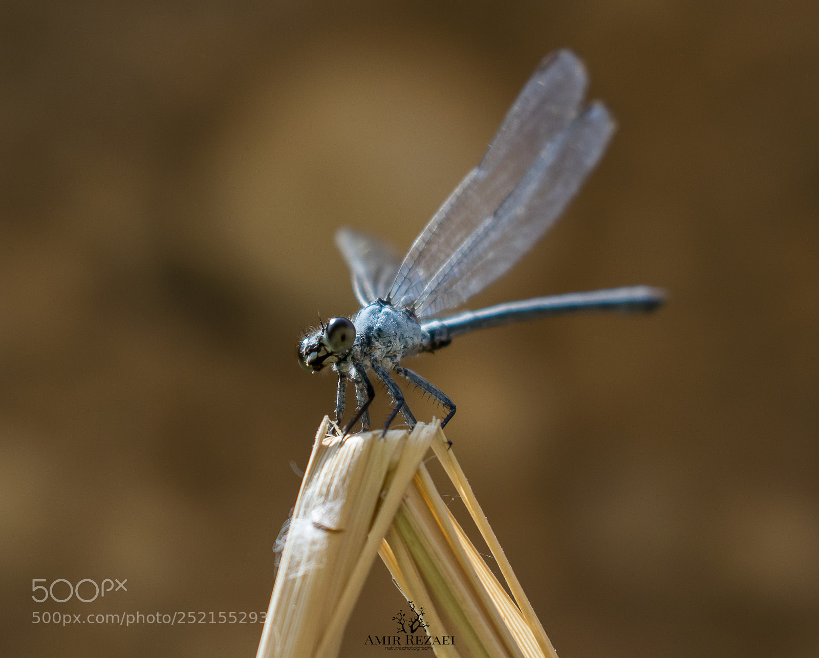 Nikon D5300 sample photo. Blue dragonfly photography
