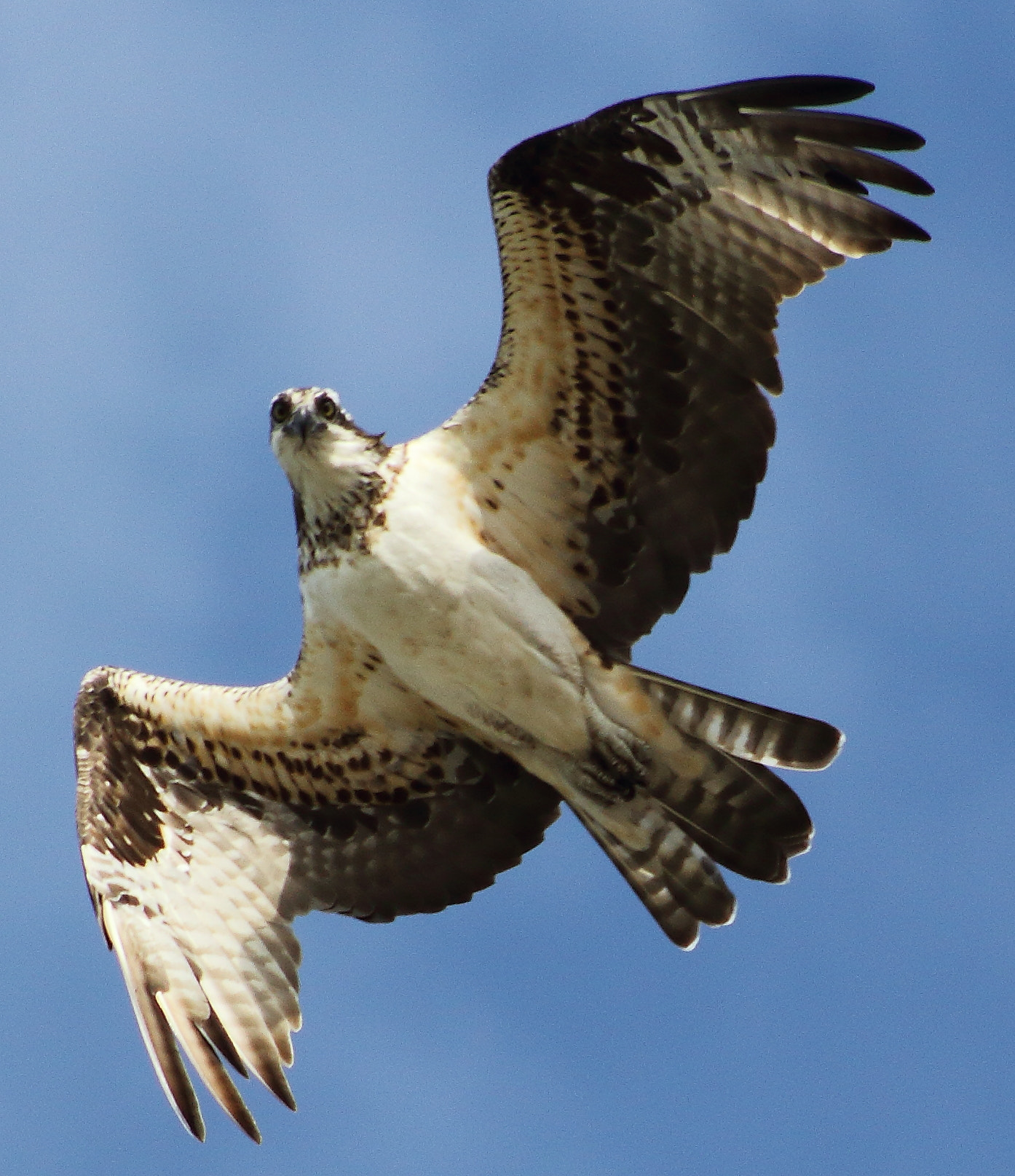 Canon EF 75-300mm f/4-5.6 sample photo. I see you photography