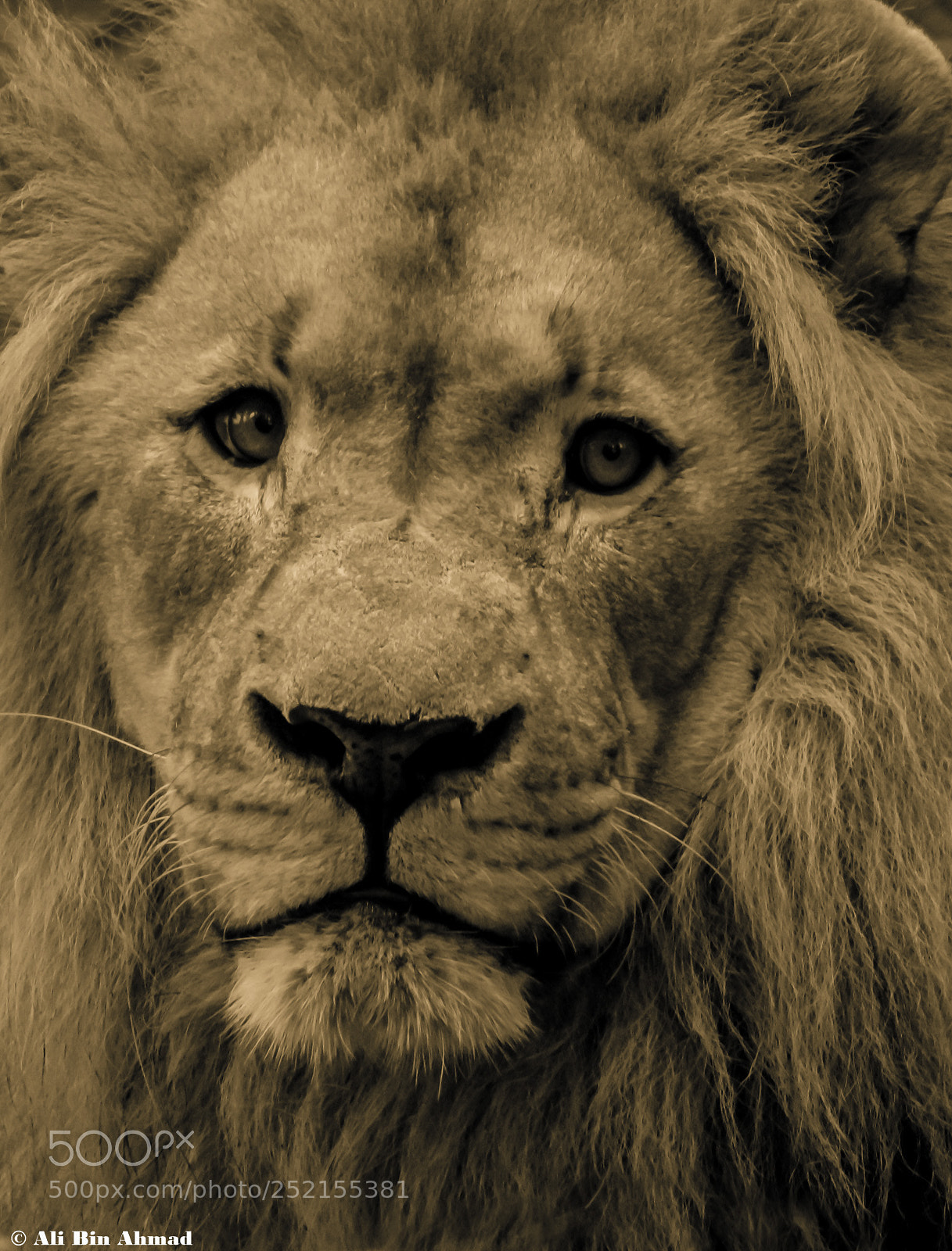 Canon EOS 600D (Rebel EOS T3i / EOS Kiss X5) sample photo. Lion photography
