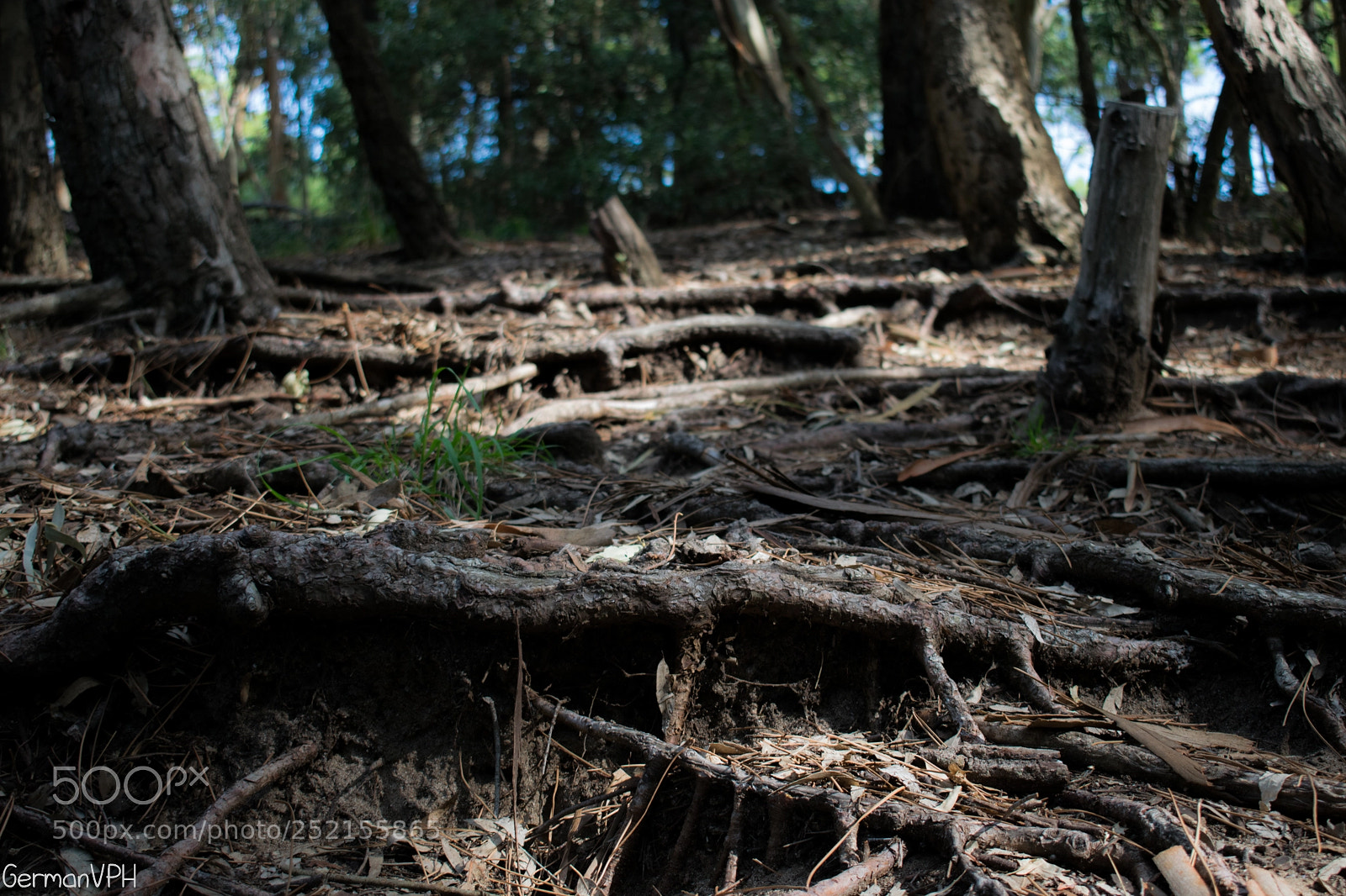 Nikon D5300 sample photo. Por el bosque photography
