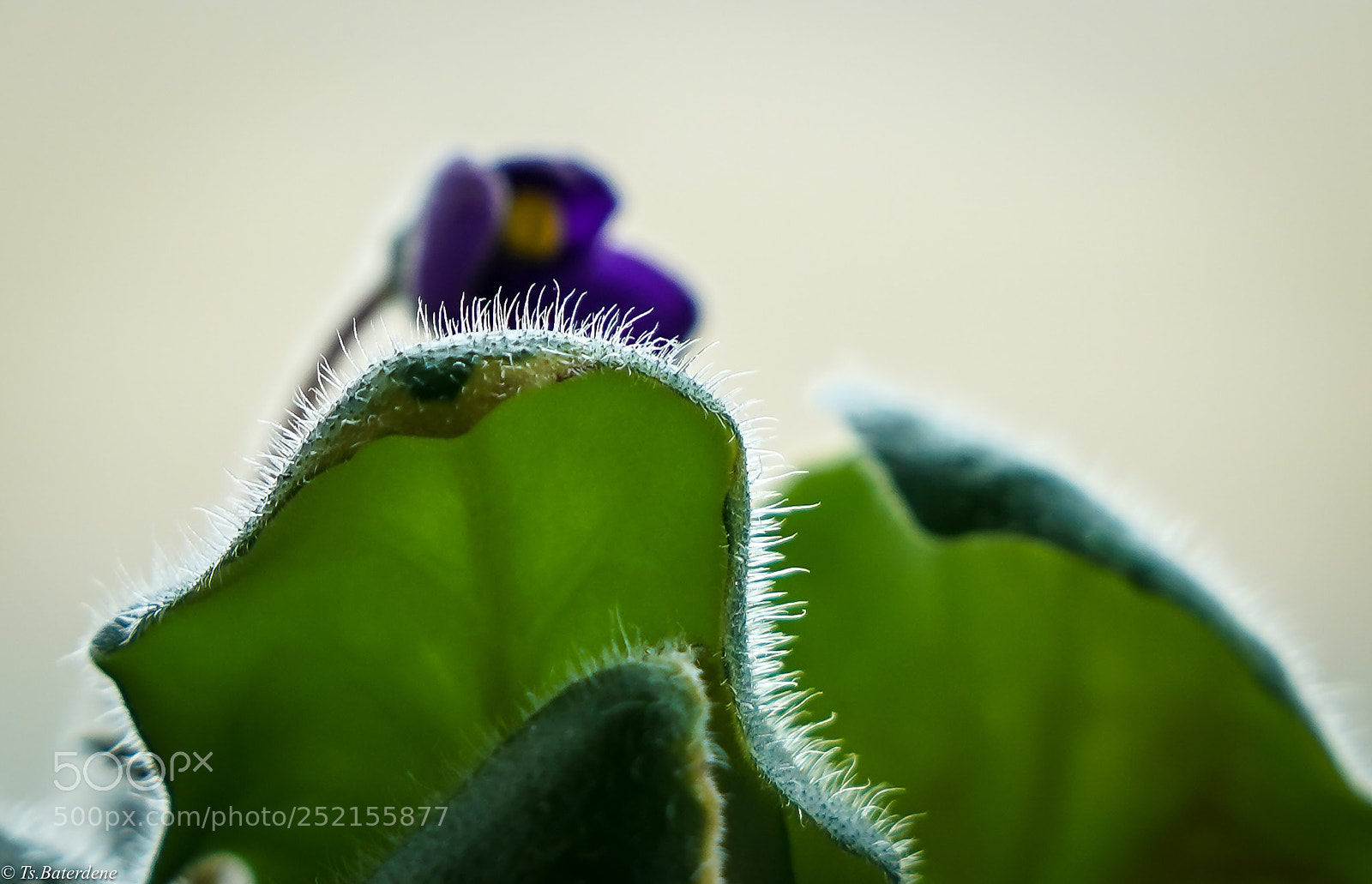 Sony a7R III sample photo. Untitled photography