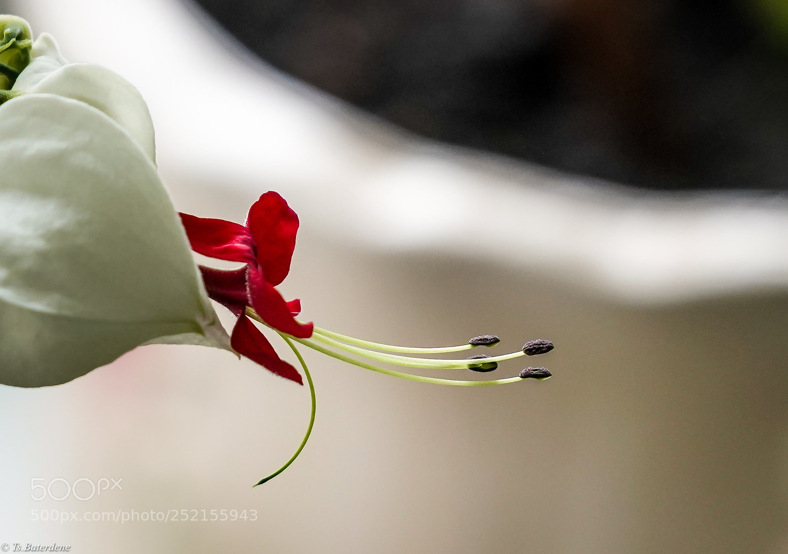 Sony a7R III sample photo. Untitled photography