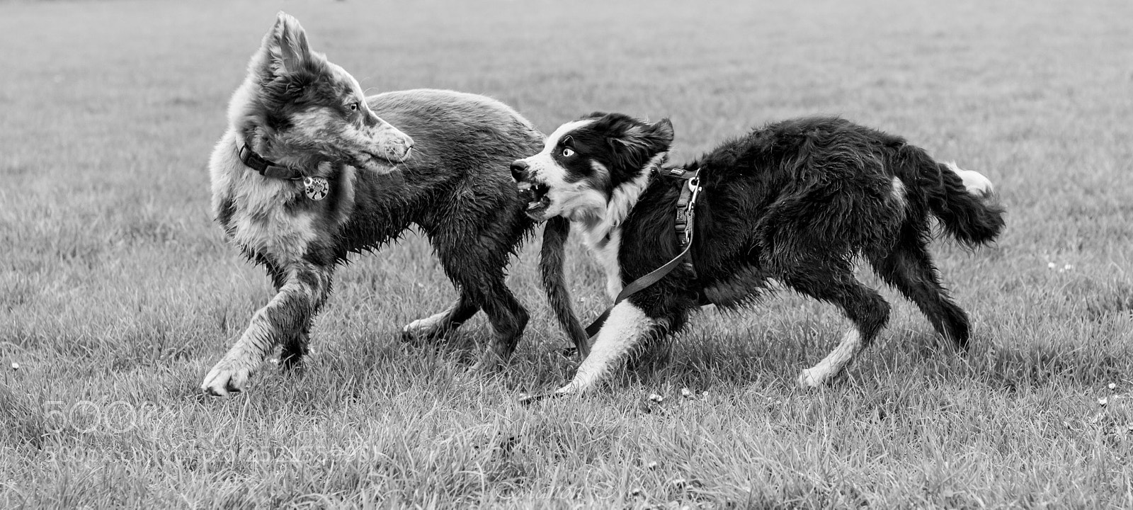 Canon EOS 750D (EOS Rebel T6i / EOS Kiss X8i) sample photo. Jeu de chiots photography