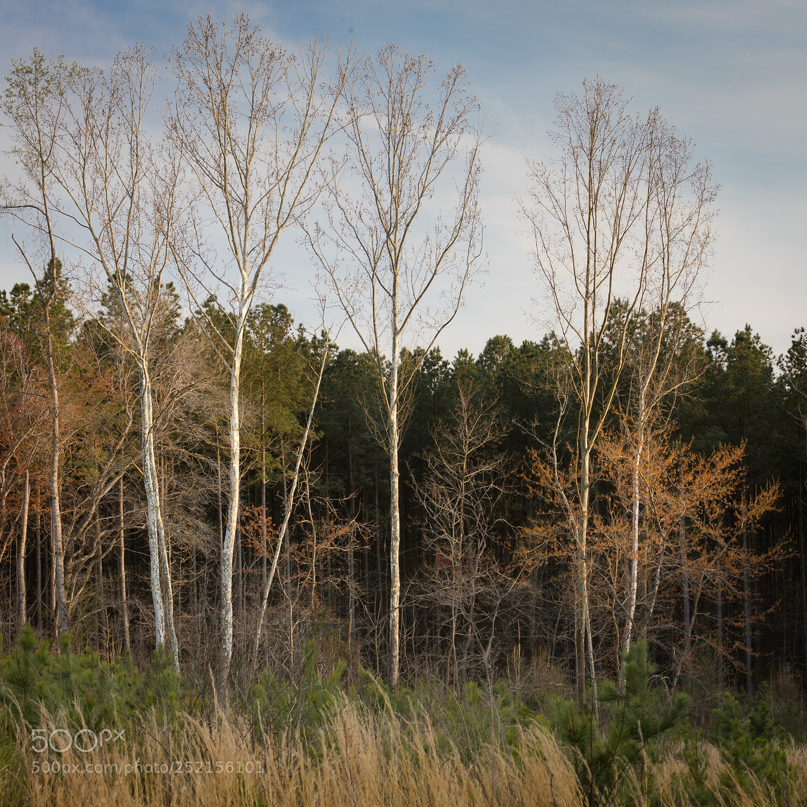 Canon EOS-1D X Mark II sample photo. White bark photography
