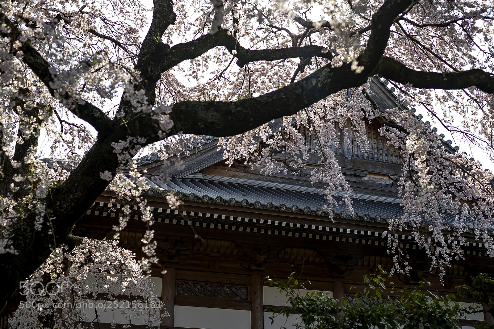 Sony a7 II sample photo. Cherry trees of the photography