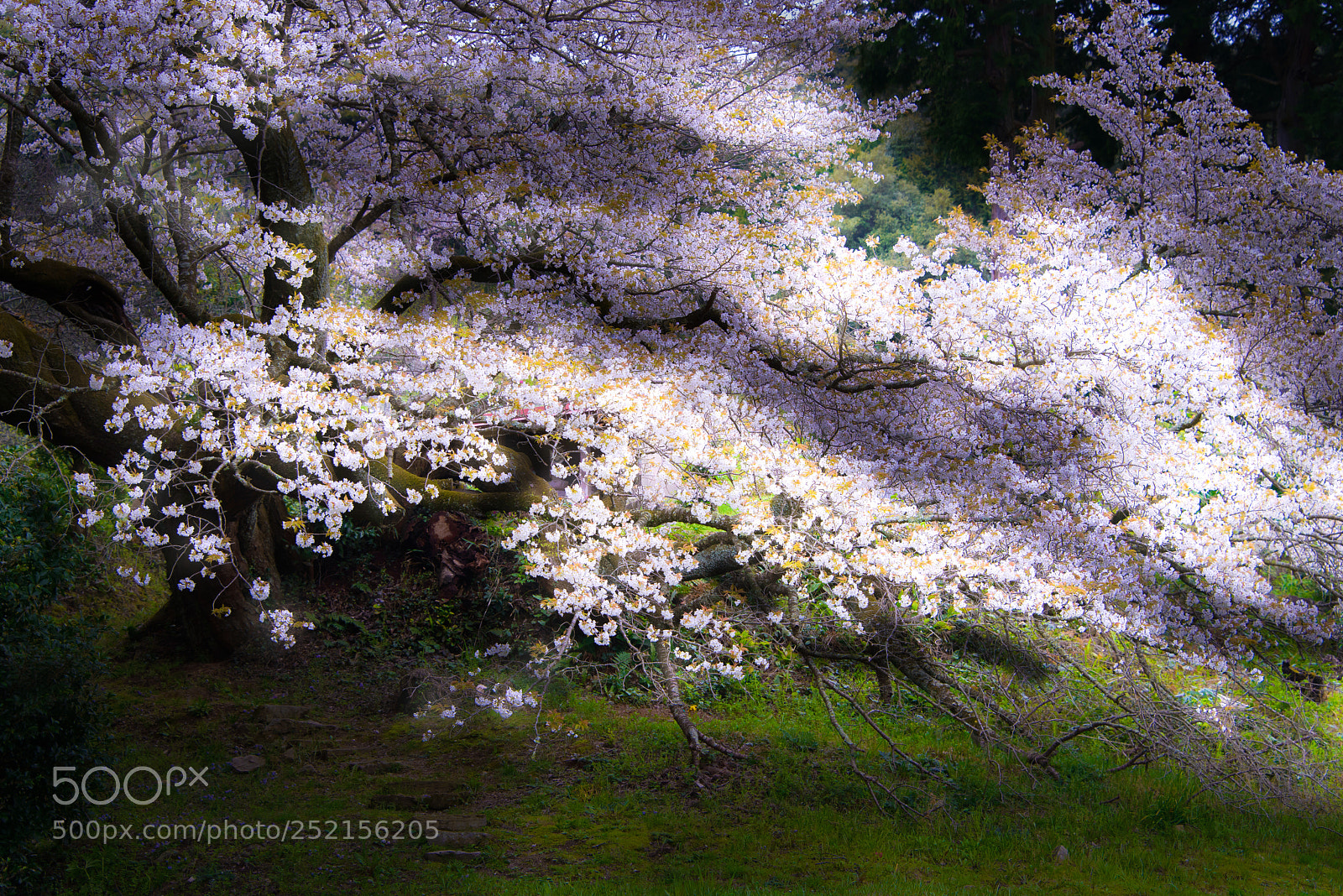 Nikon D800E sample photo. Cherry tree old man photography
