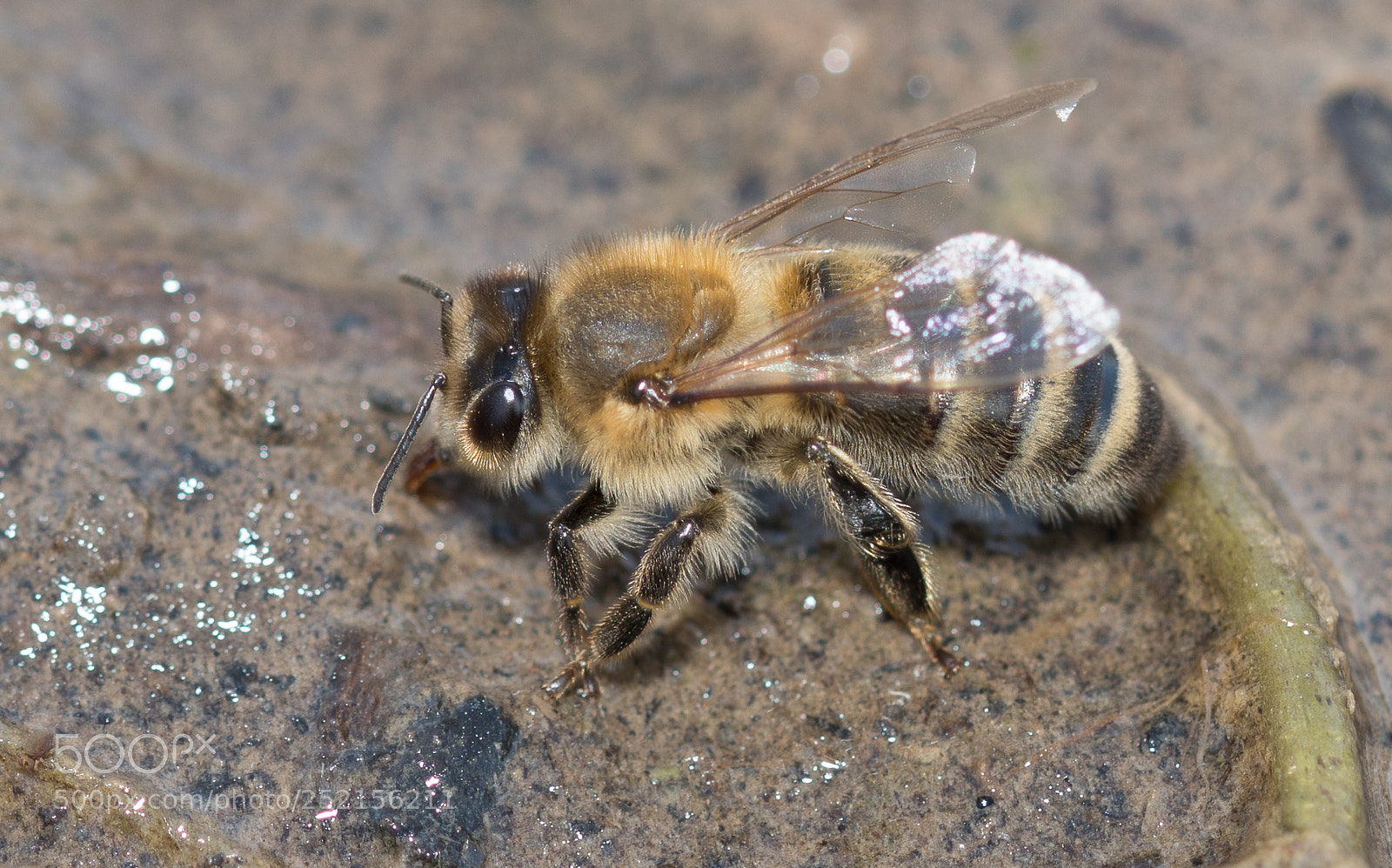 Nikon D500 sample photo. Drinking bee photography