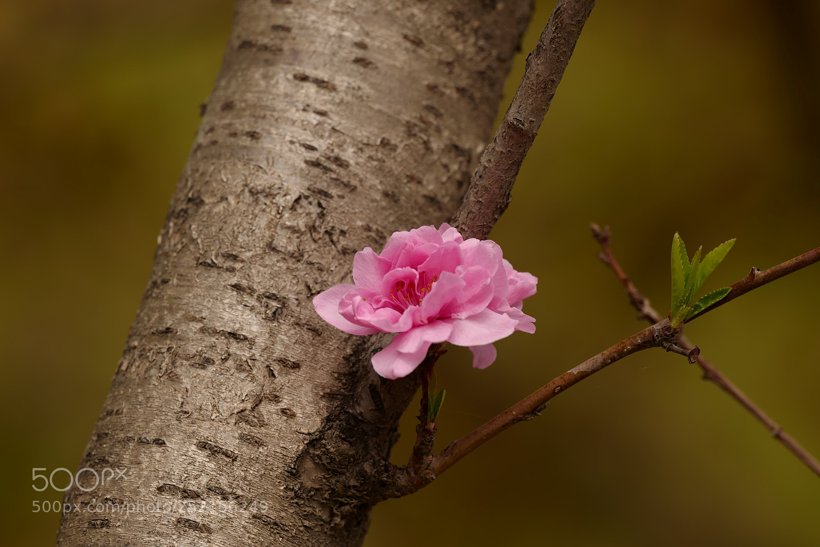 Leica SL (Typ 601) sample photo. Untitled photography