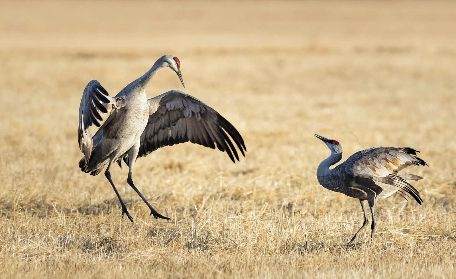 Canon EOS 5D Mark IV sample photo. Cranes interaction photography