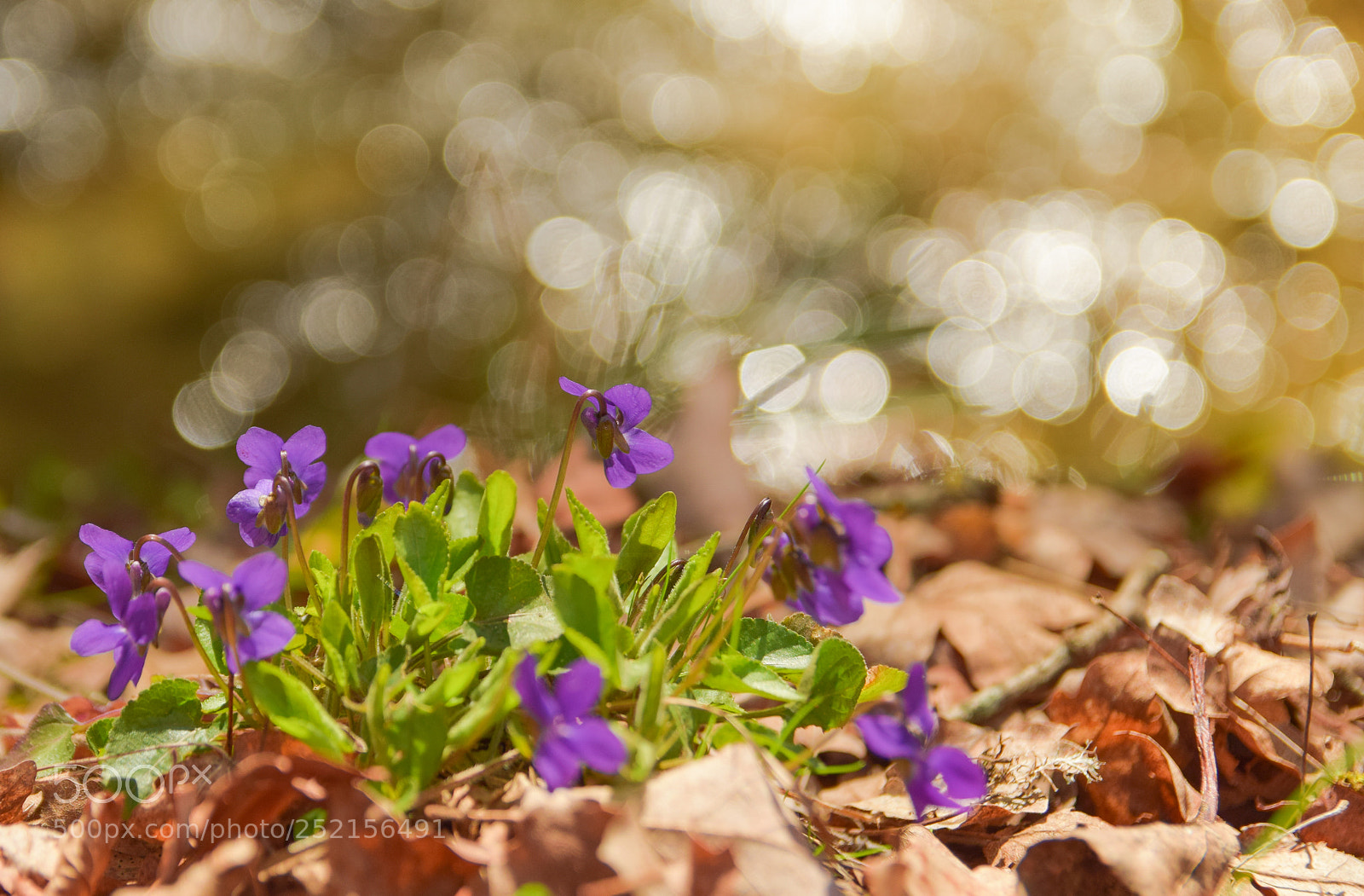 Nikon D5300 sample photo. Violets photography