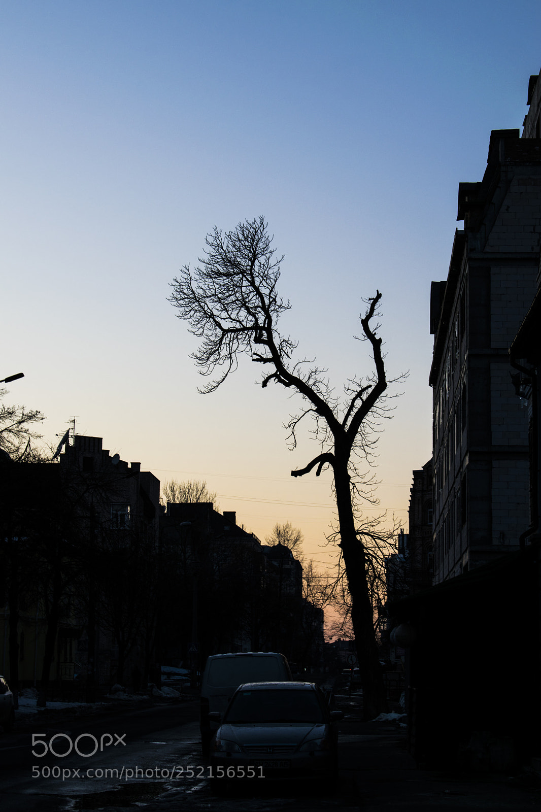 Nikon D3300 sample photo. Evening tree photography
