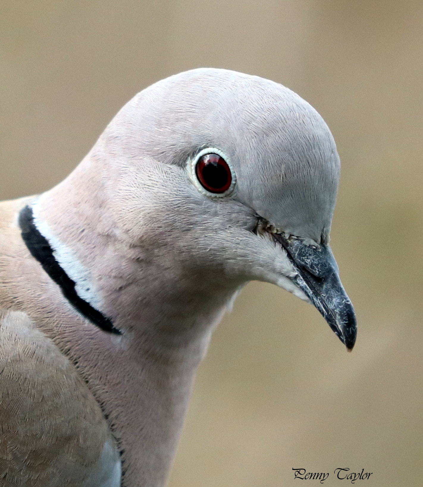 Canon EF 70-300 F4-5.6 IS II USM sample photo. Collared dove photography