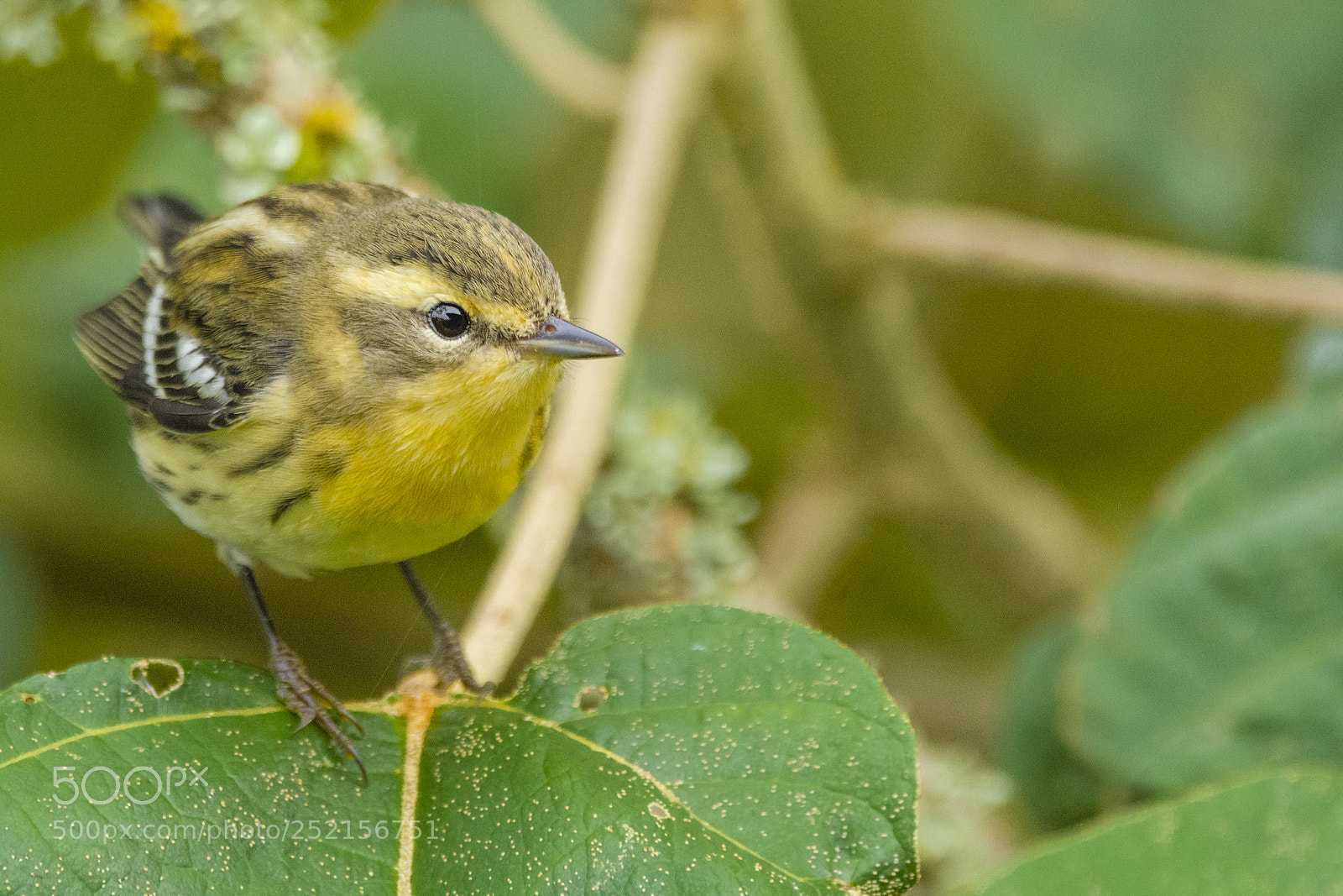 Nikon D7100 sample photo. Blackburnian warbler photography