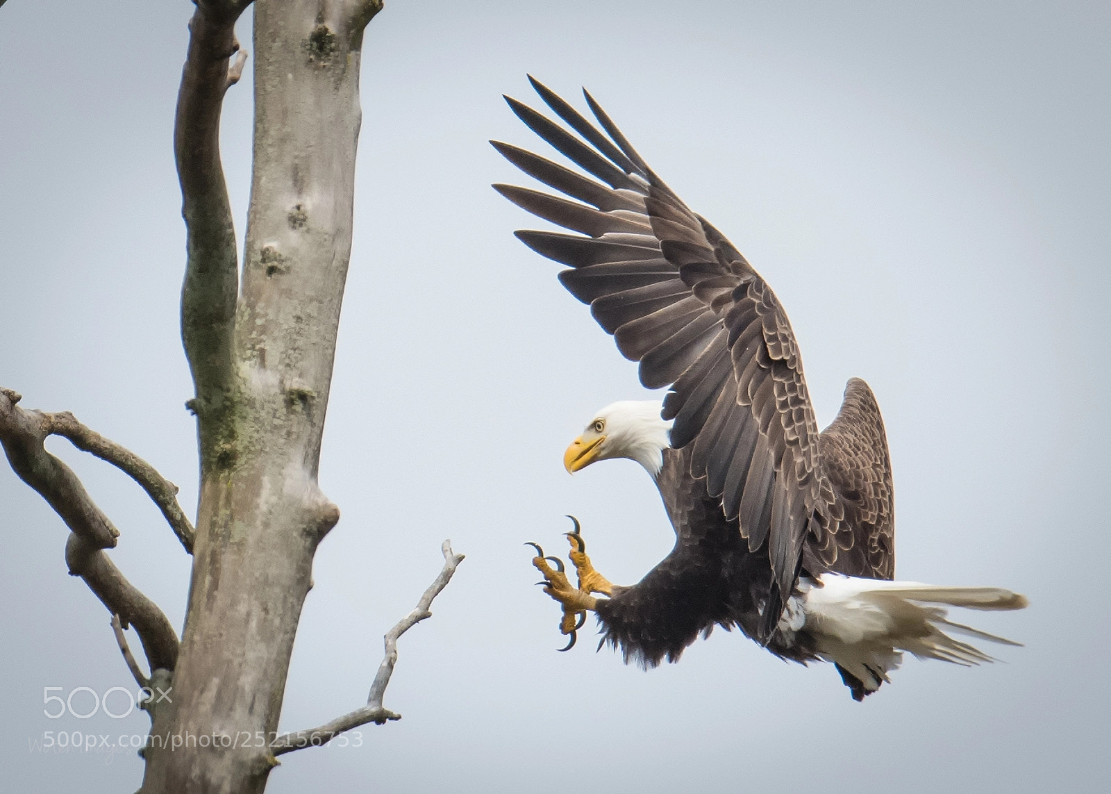 Nikon D500 sample photo. Bald eagle landing photography