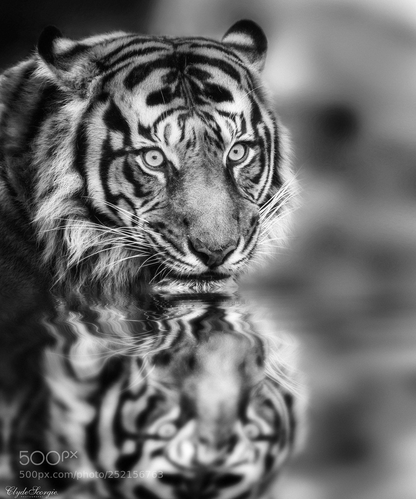 Nikon D810 sample photo. Sumatran tiger reflection photography